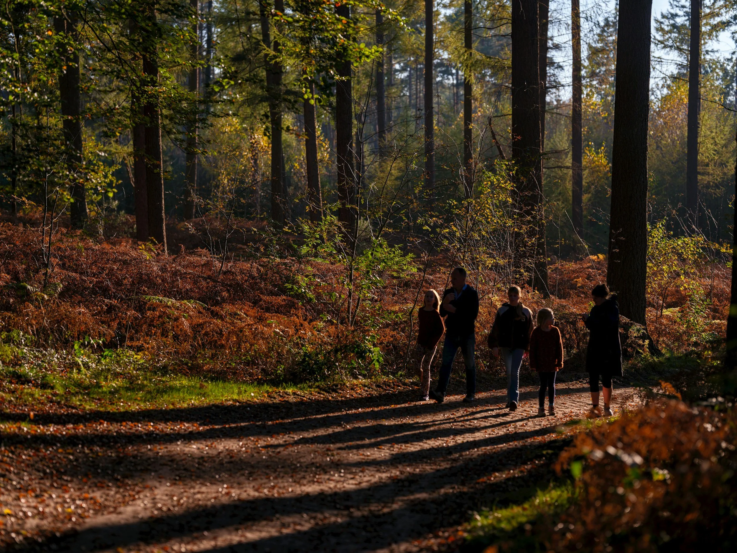 People walking along a dirt path in a dense forest with tall trees and autumn-colored foliage, sunlight filtering through the trees.