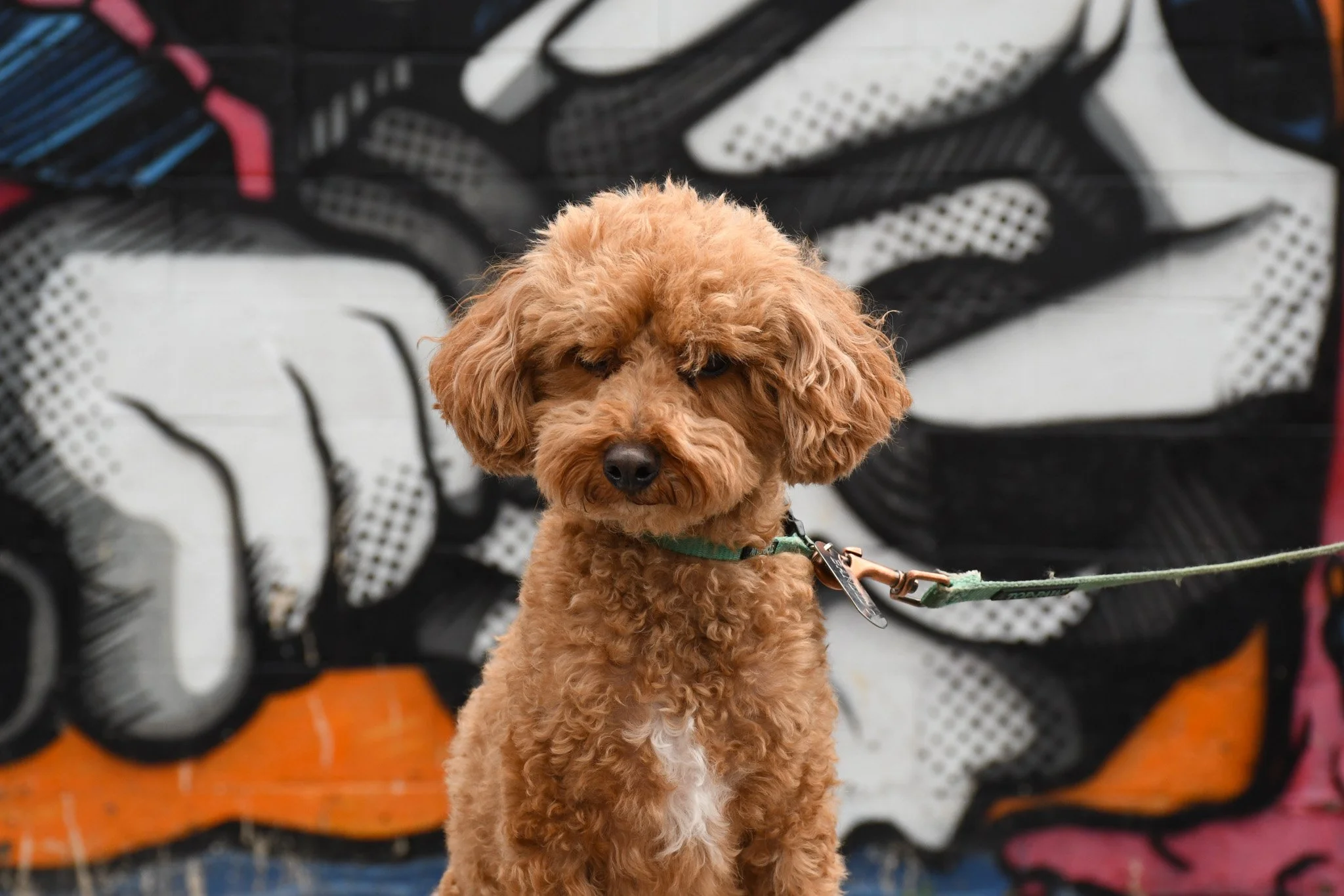 puppies-2.jpg