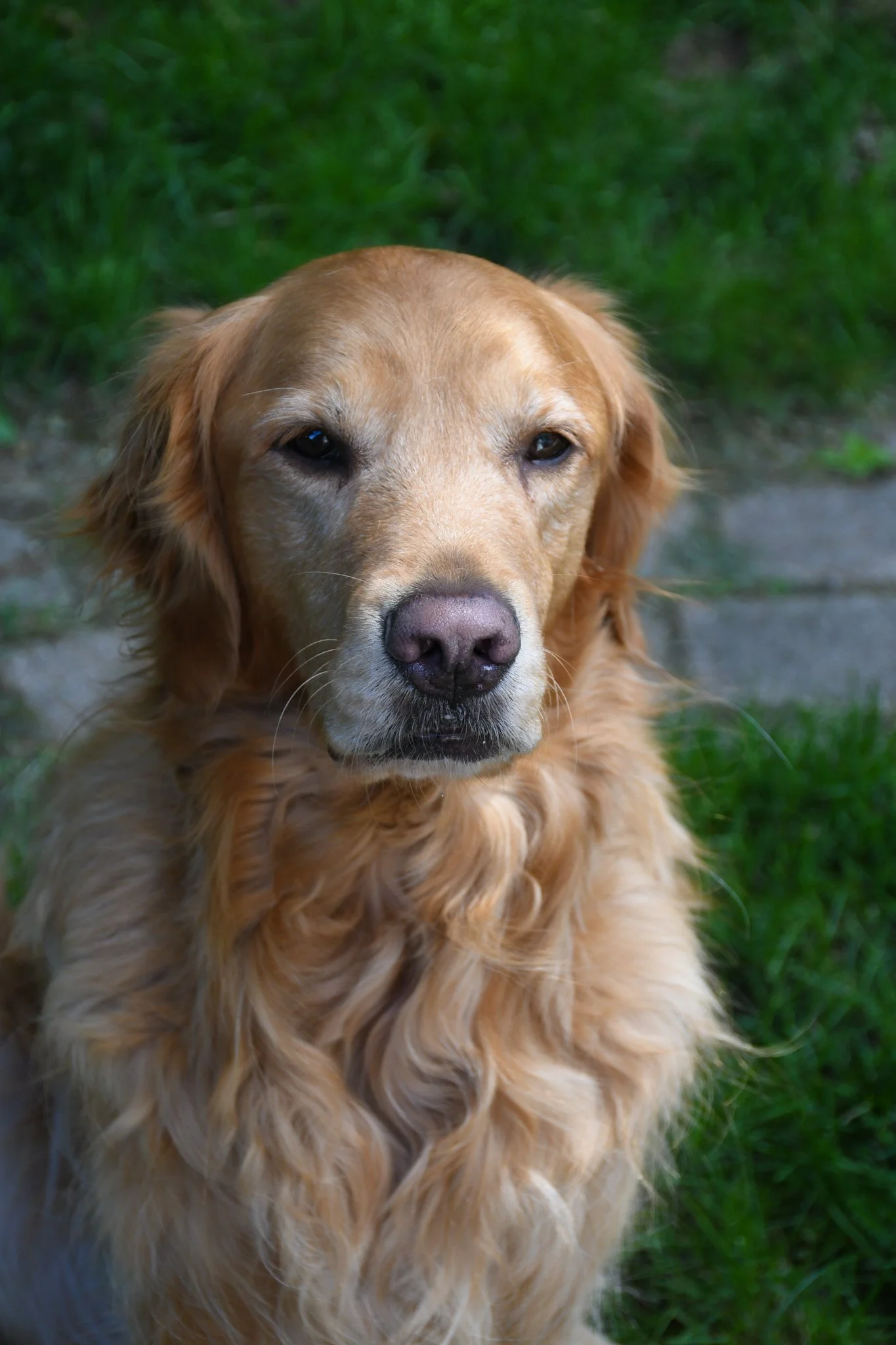 puppies-5.jpg
