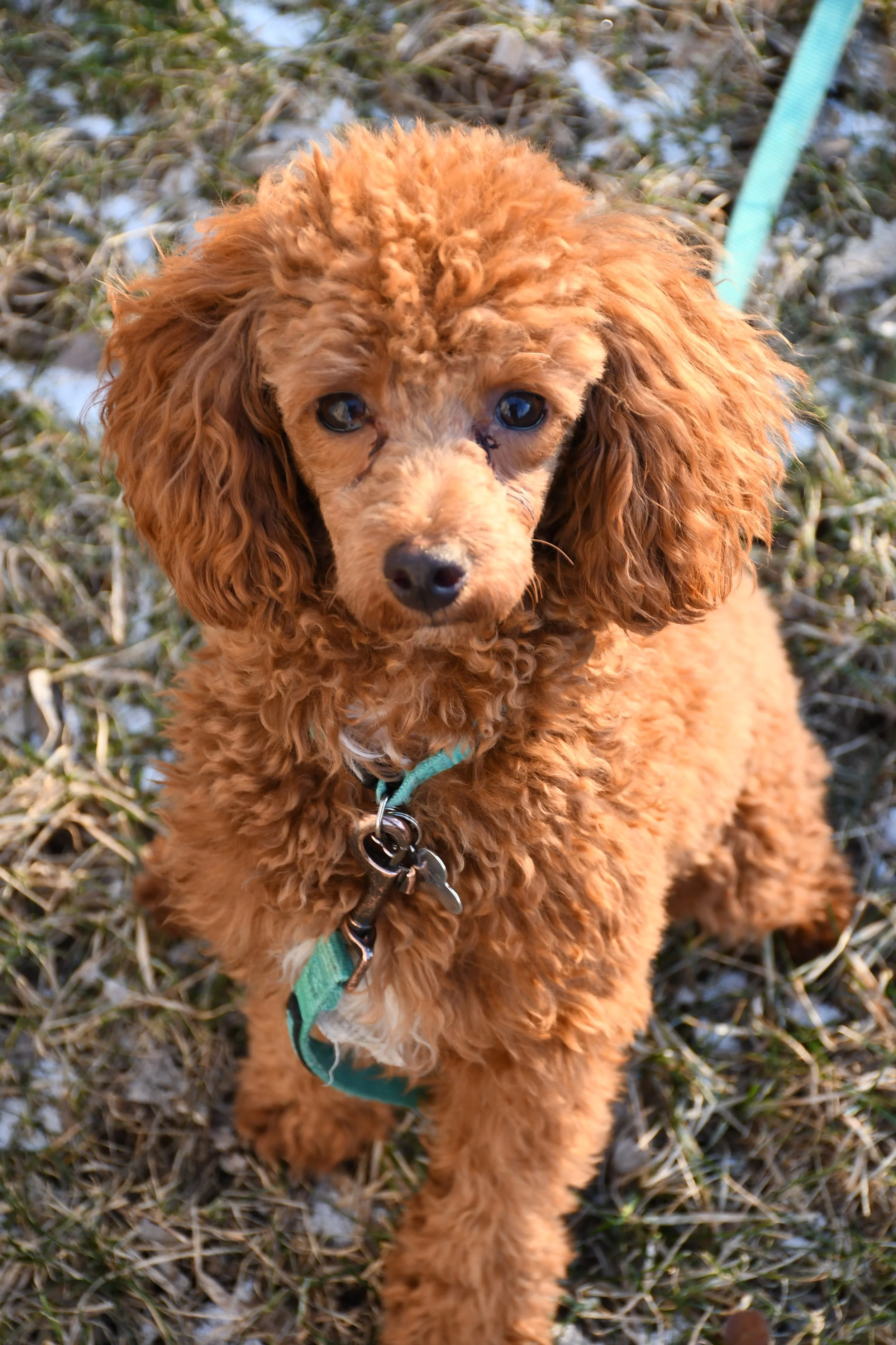 puppies-4.JPG