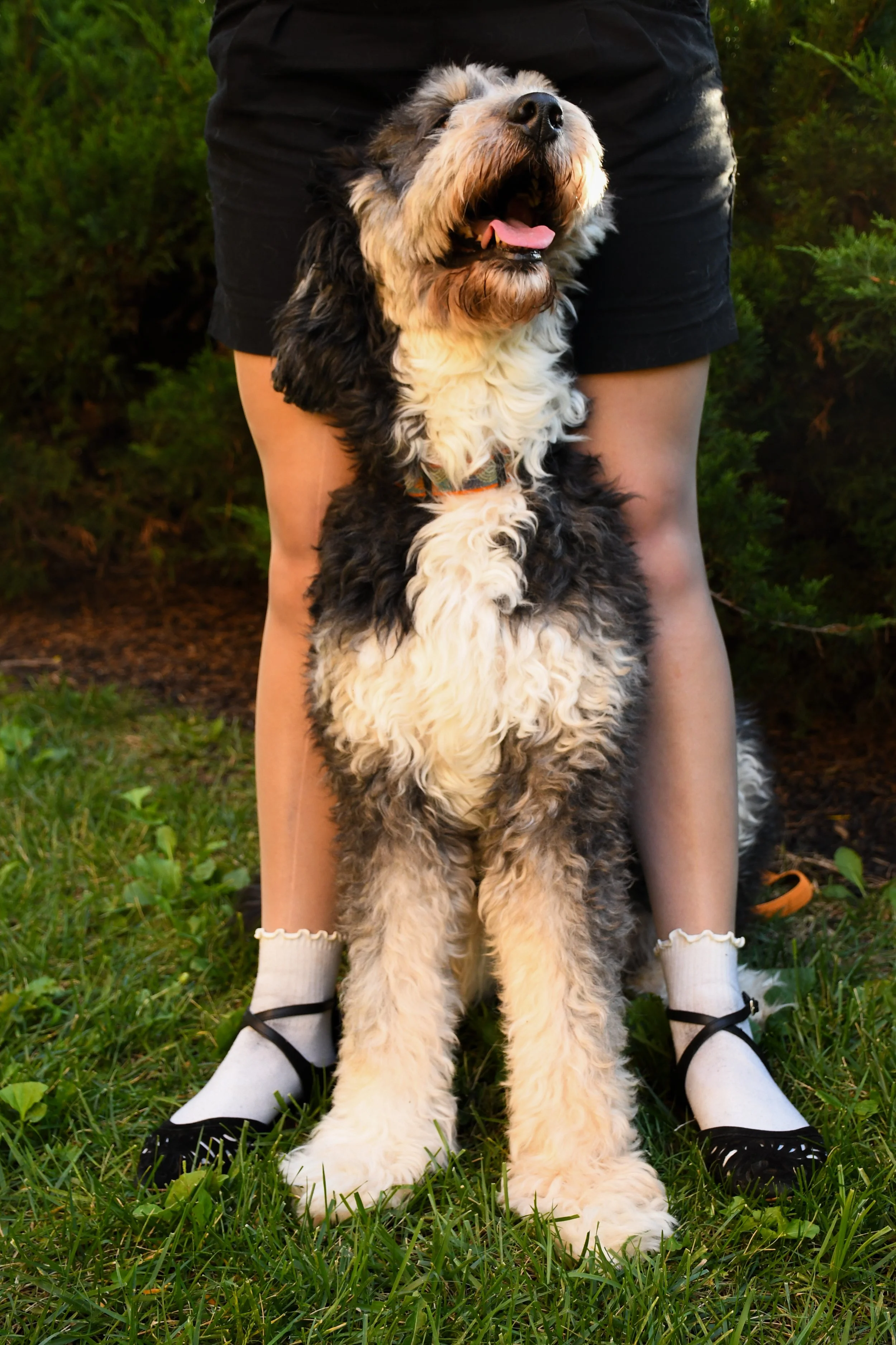 Pet-Emma-12.jpg