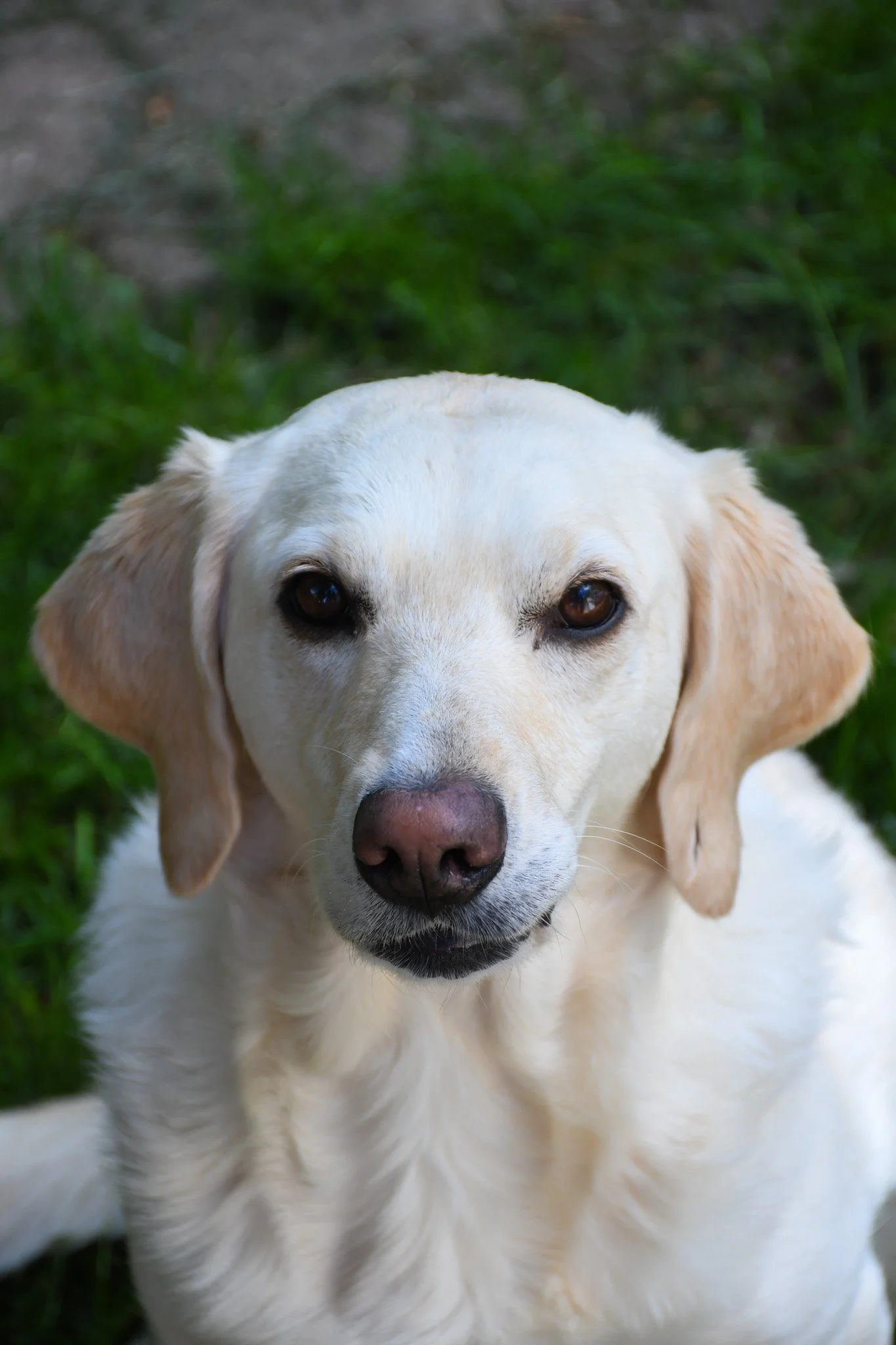 puppies-7.jpg