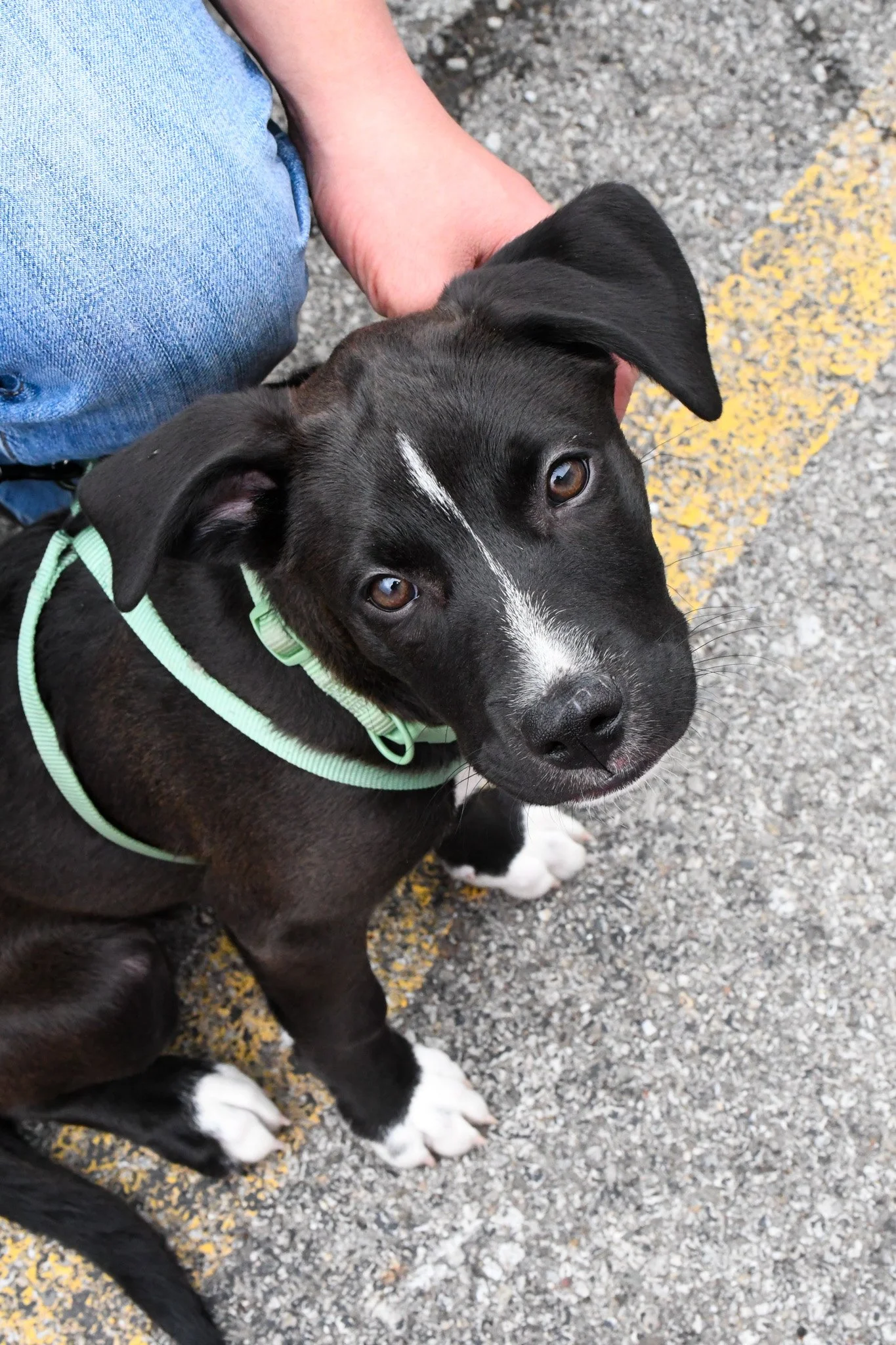 puppies-1.jpg