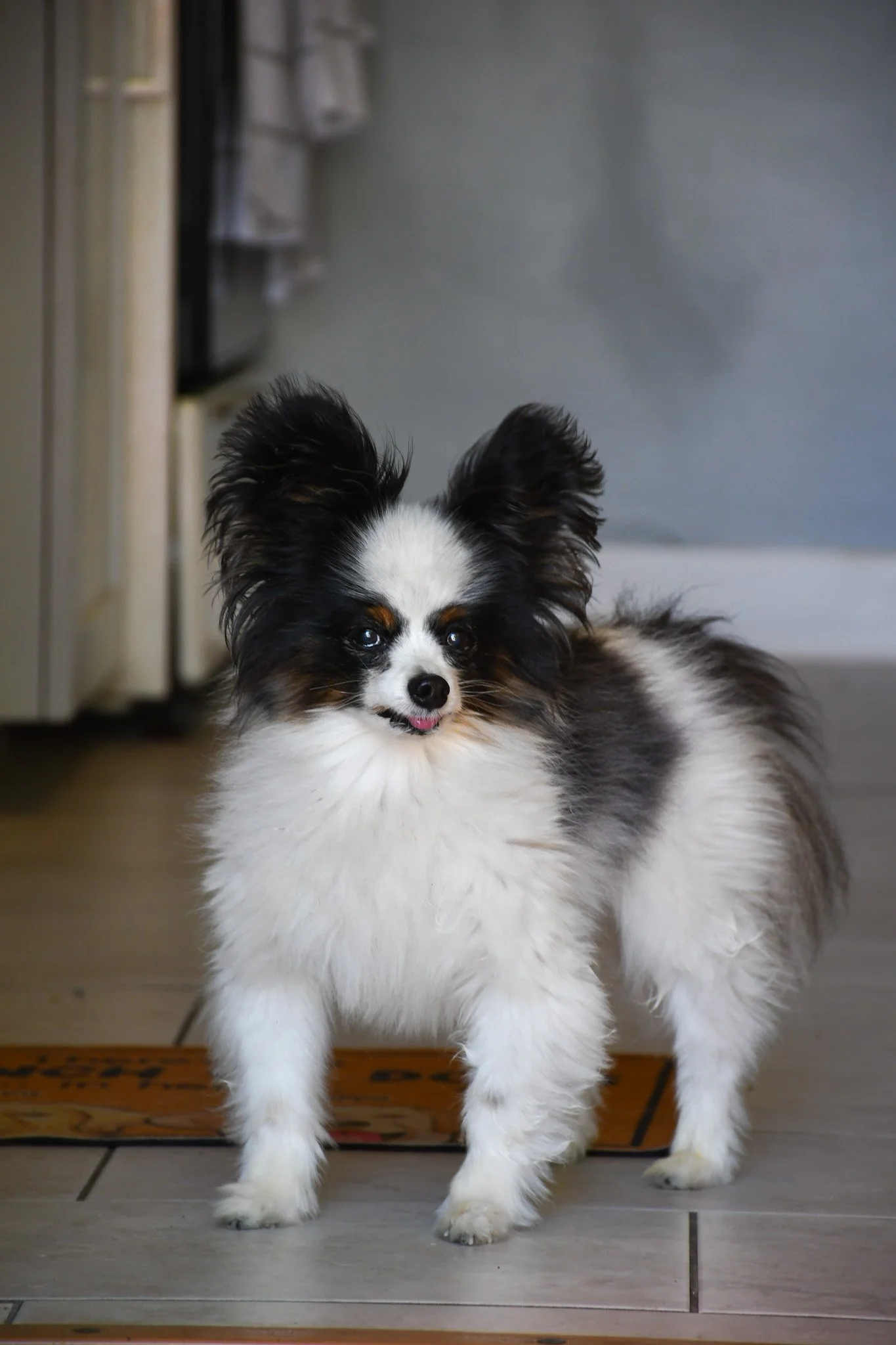 puppies-8.jpg