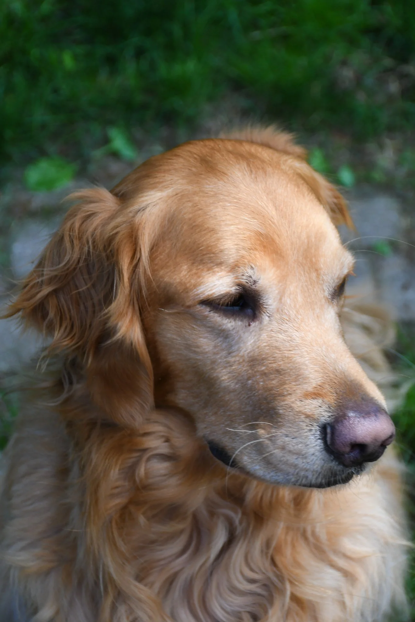 puppies-6.jpg