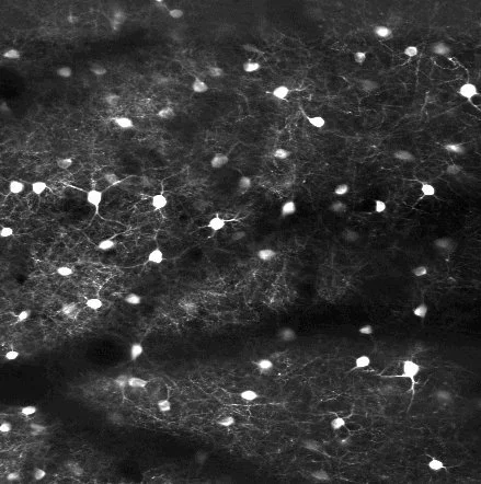 Layer 1 interneurons in visual cortex expressing the calcium indicator GCaMP