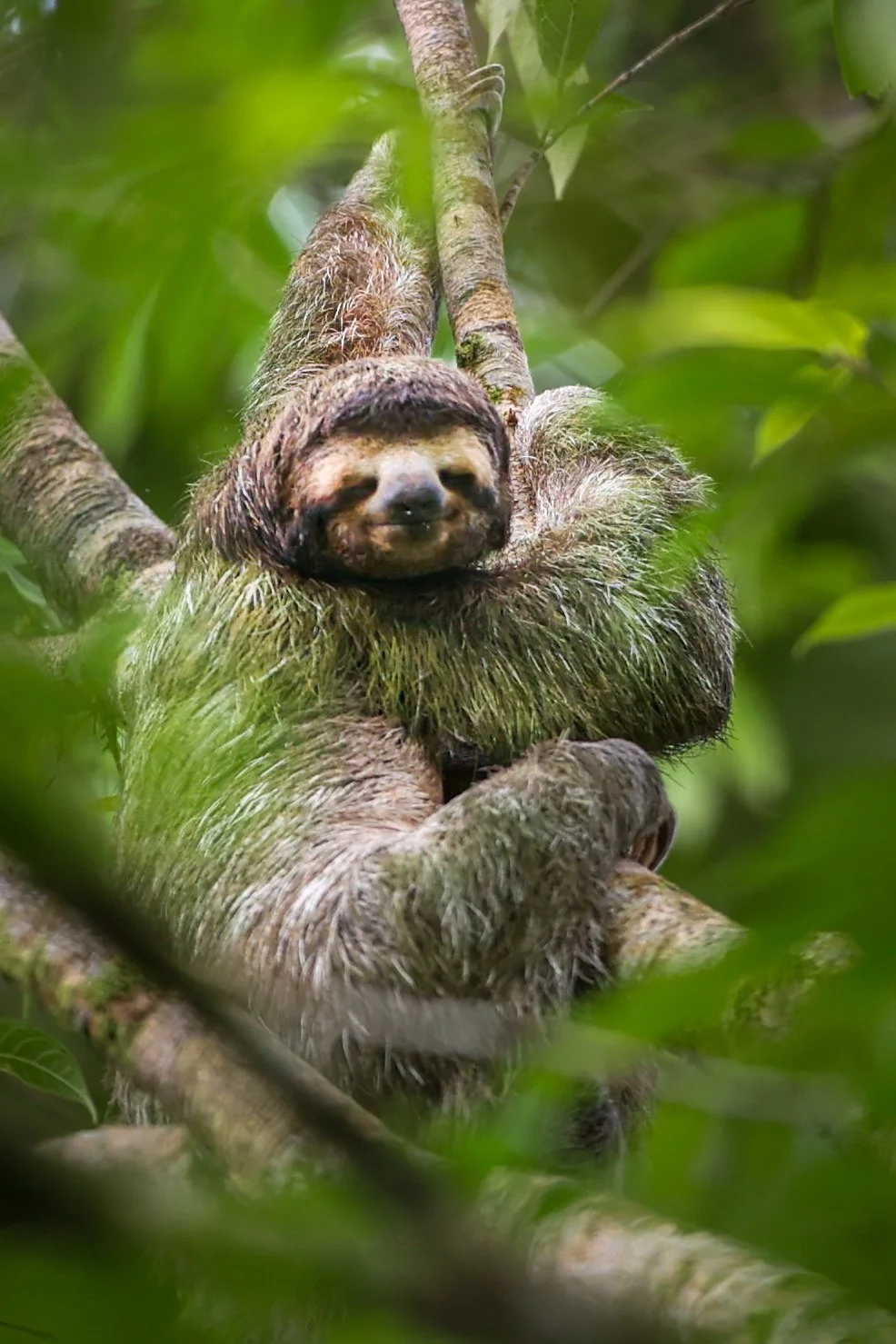 Sloth-0007.jpg
