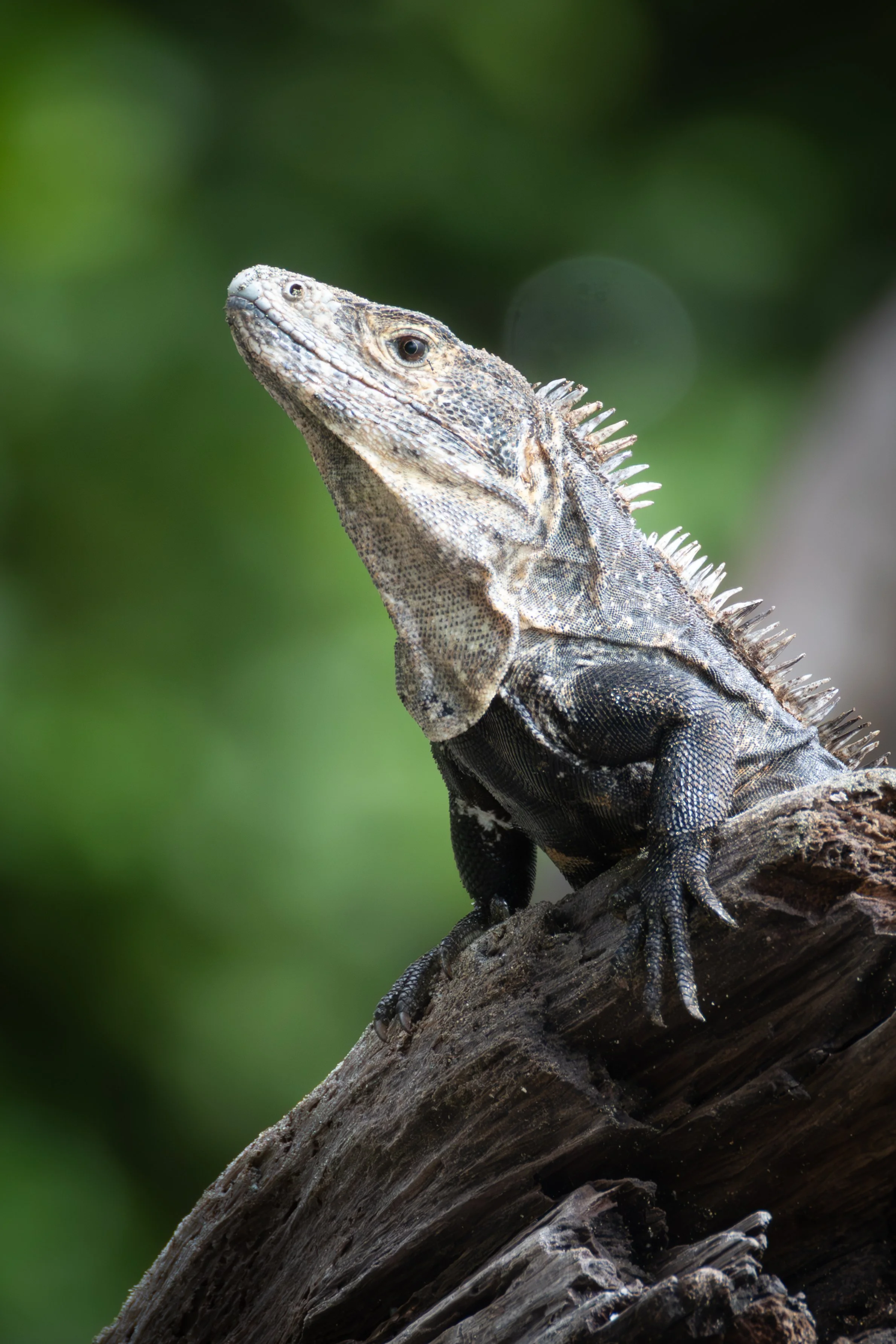 Lizard-.jpg