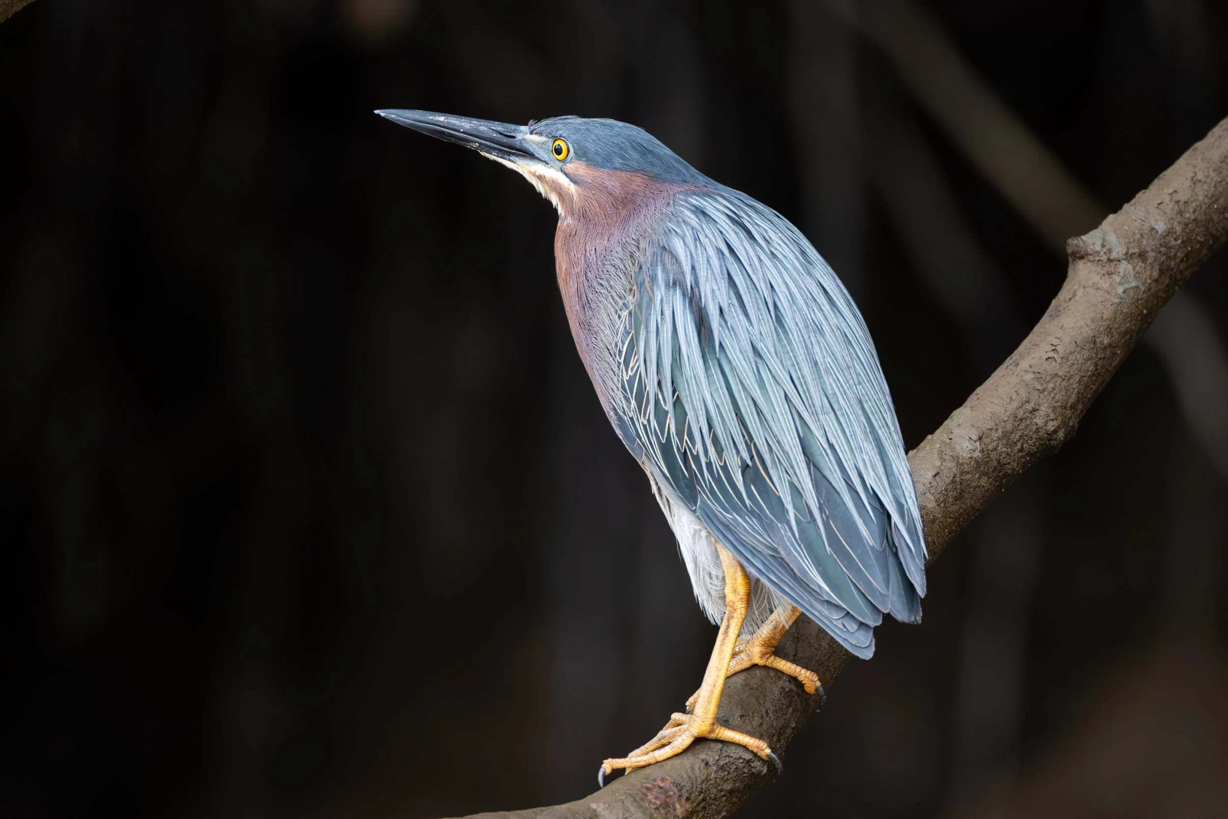 Green_Heron-.jpg