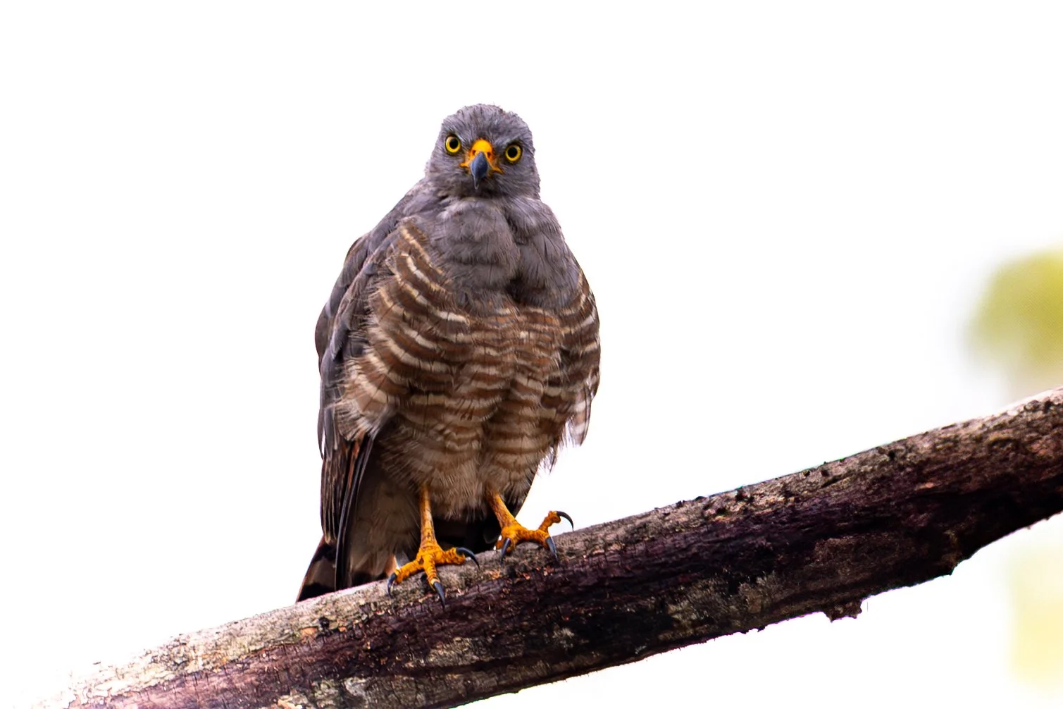Roadside Hawk-.jpg