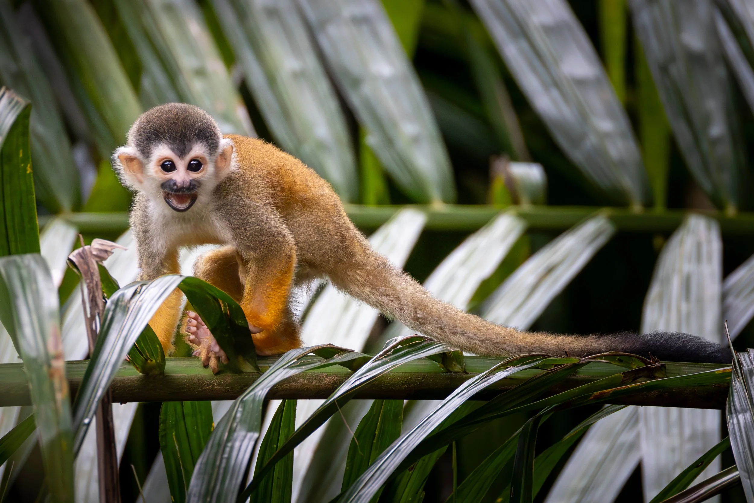 Squirrel_Monkey_2-.jpg