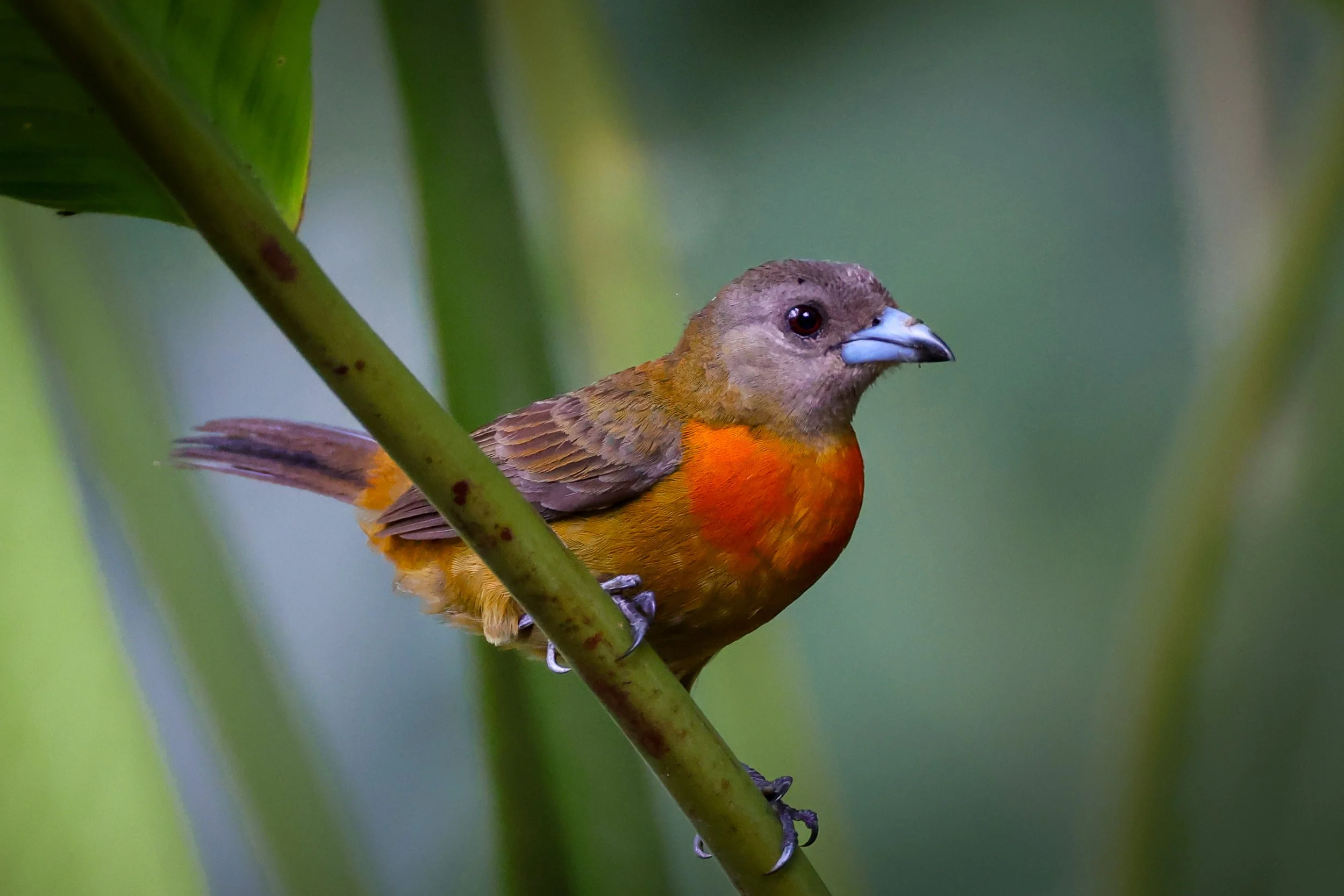 Scarlet-Rumped Tanager-0087.jpg