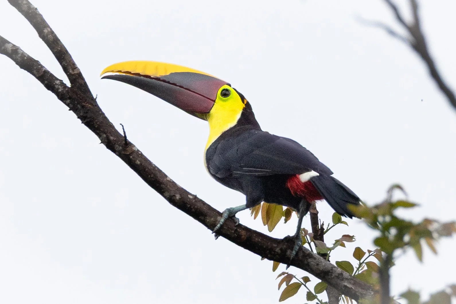 Toucan-0146.jpg
