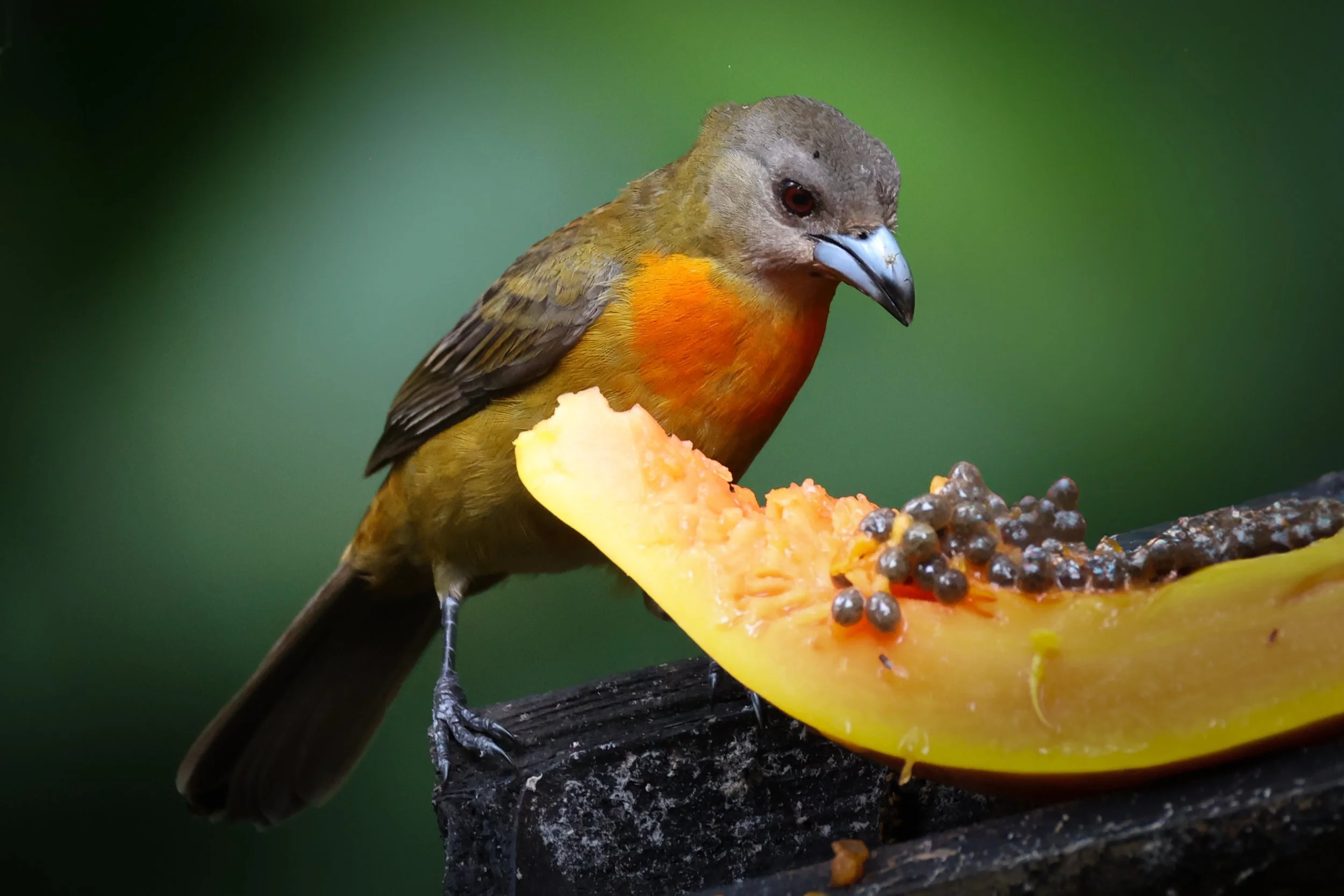 Bird-0095.jpg