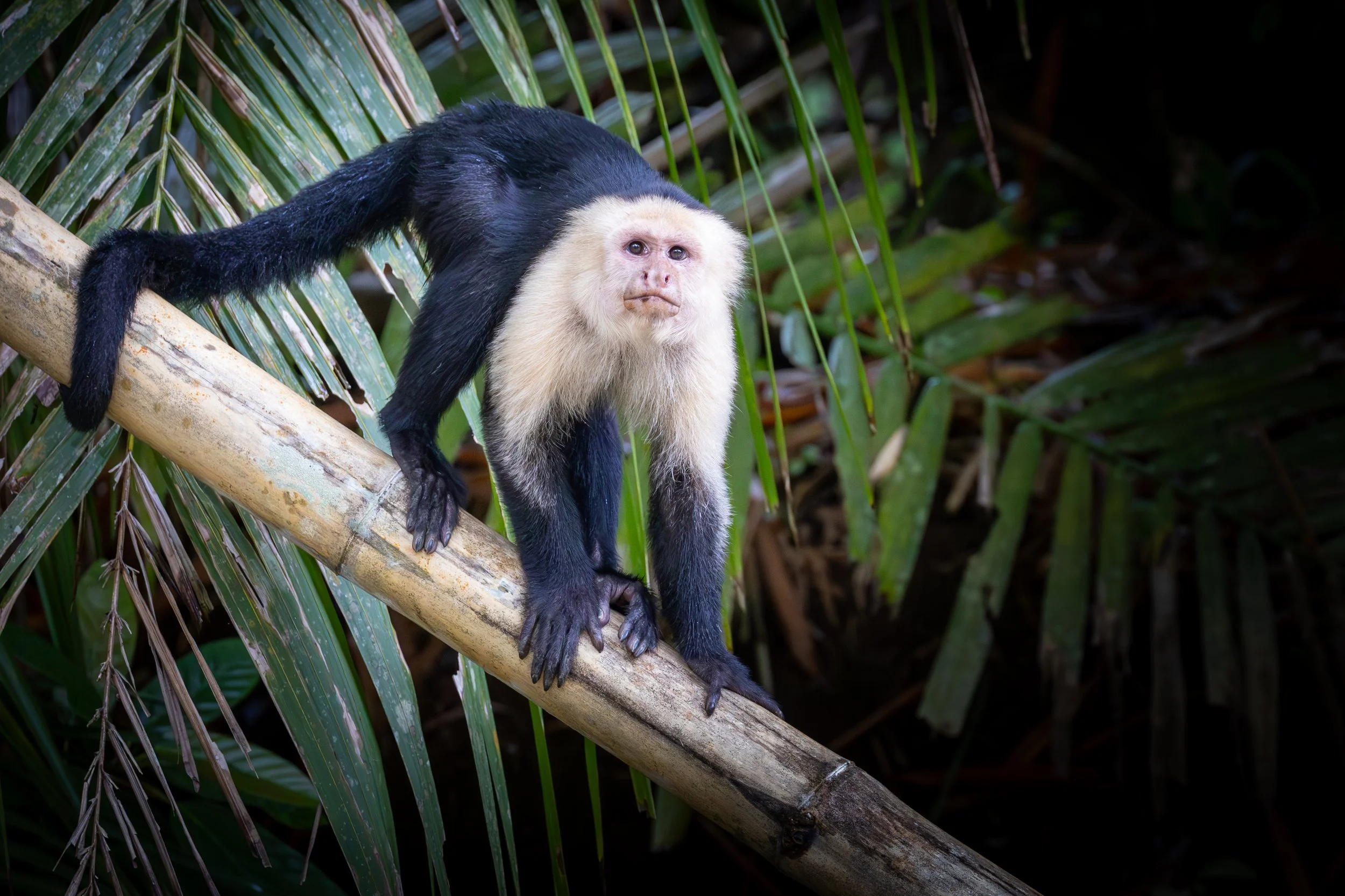 Capuchin-.jpg