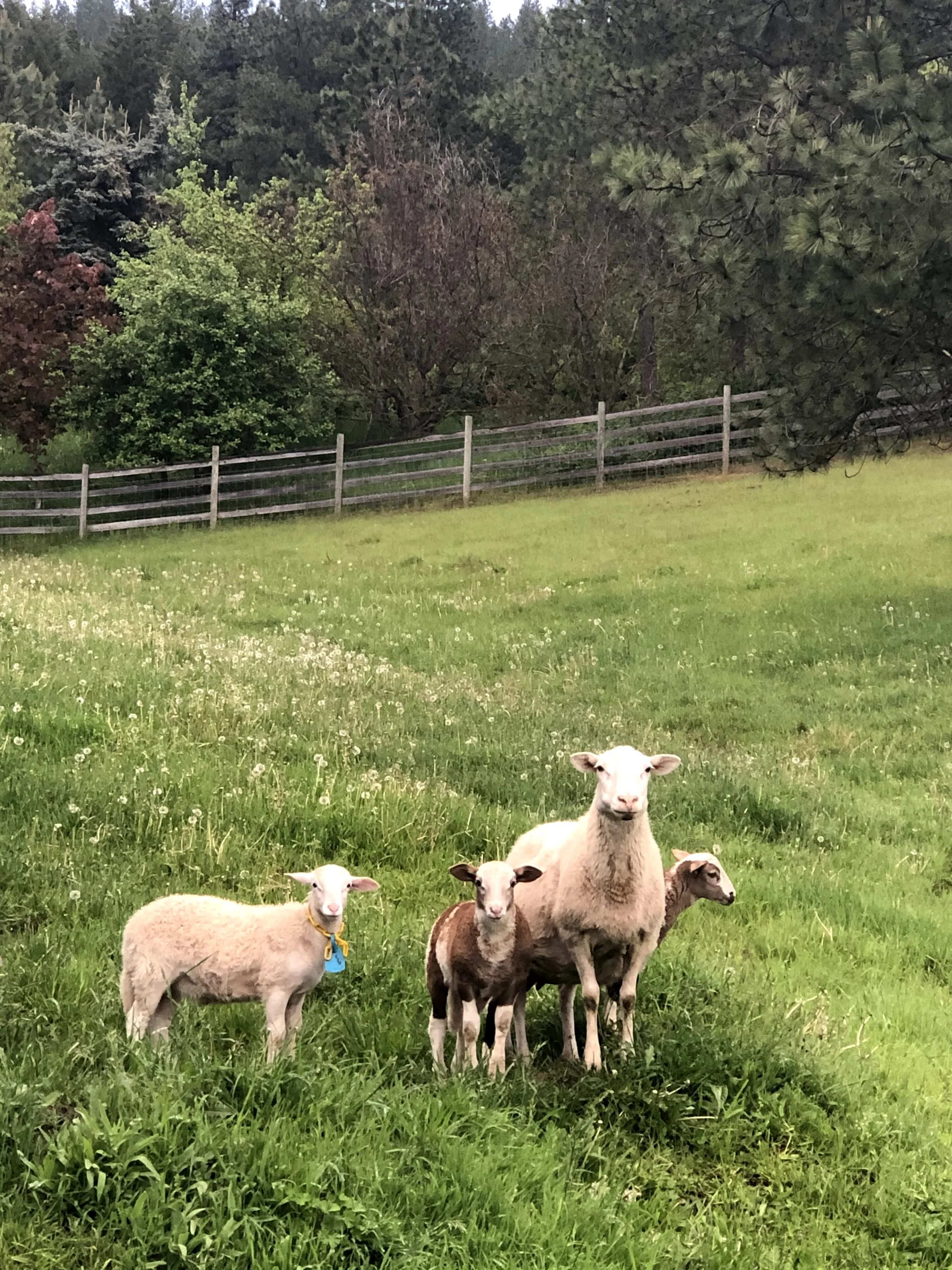 Group of five sheep standing on a grassy field with trees and a wooden fence in the background.