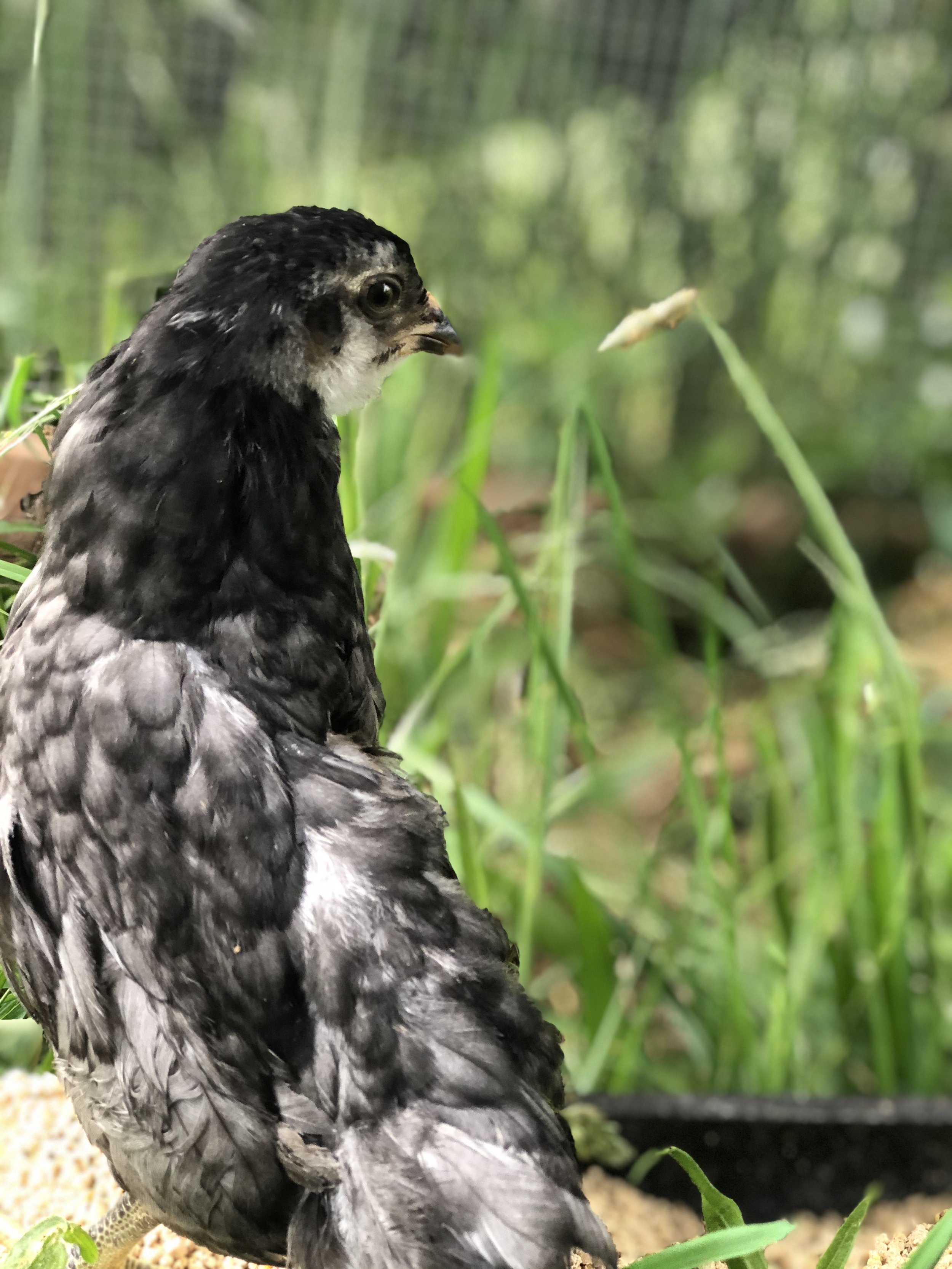 Close-up of a young bird with black and white feathers, around green plants indoors.