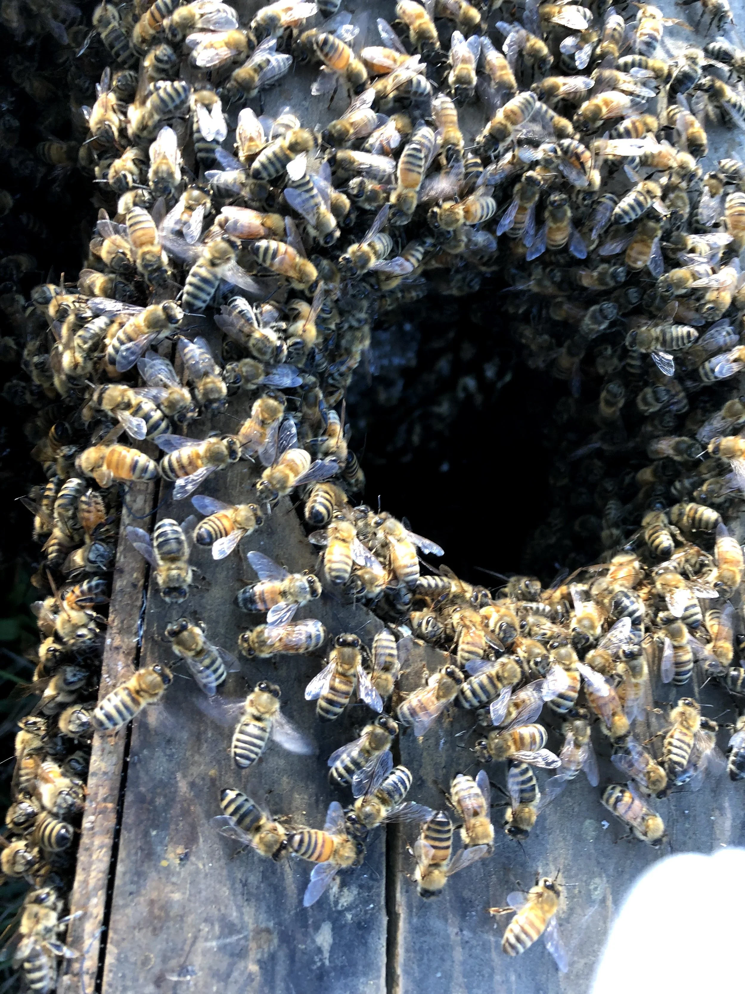 A large colony of honeybees clustering on a wooden surface, some bees are on top of each other and on a wooden stick.