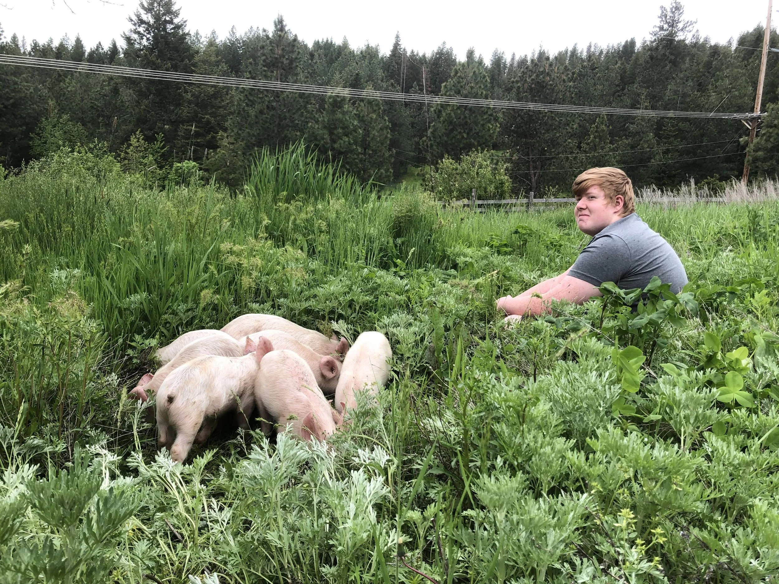 A young man sitting in tall green grass next to a group of piglets in a rural outdoor setting with trees and power lines in the background.