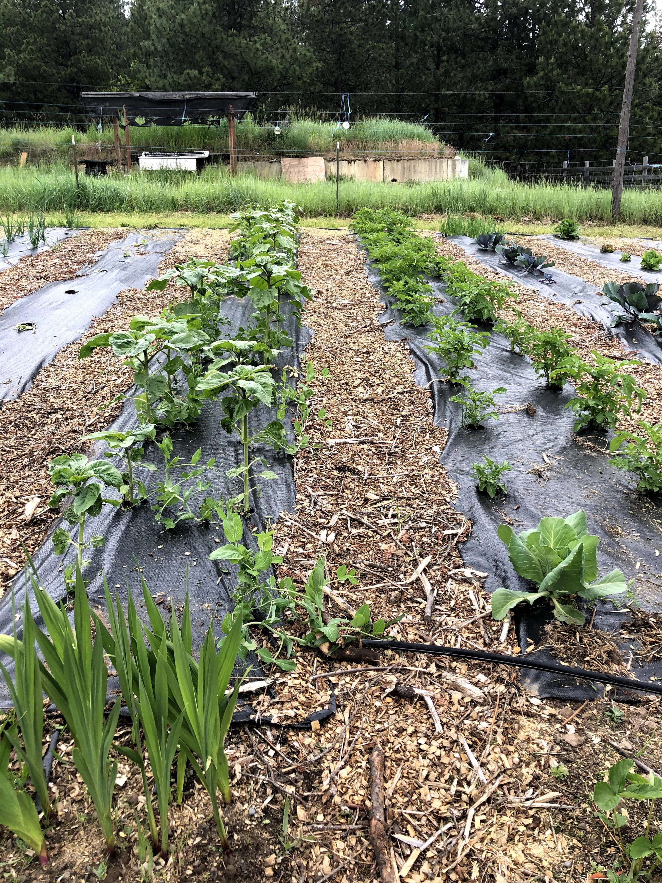 A small farm or garden plot with rows of green leafy vegetables, mulch, and black weed barrier fabric, surrounded by lush greenery and trees.