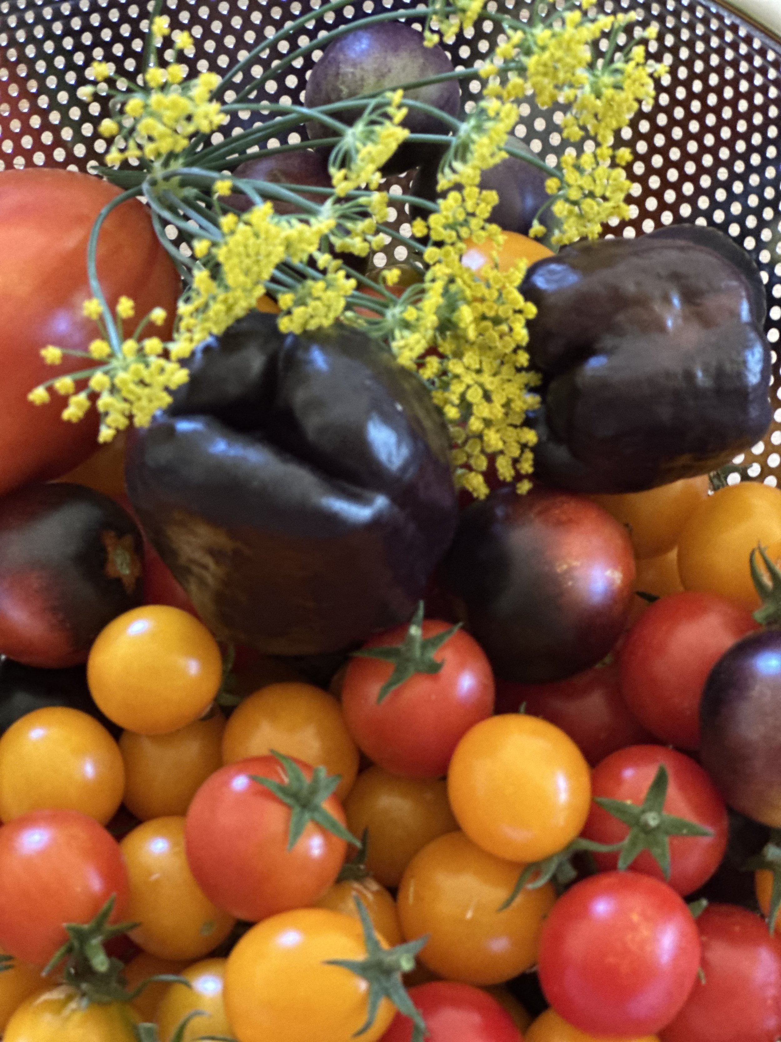 A close-up of a variety of colorful tomatoes, including red, yellow, and dark purple, with some green stems. There are also yellow flowers among the tomatoes.