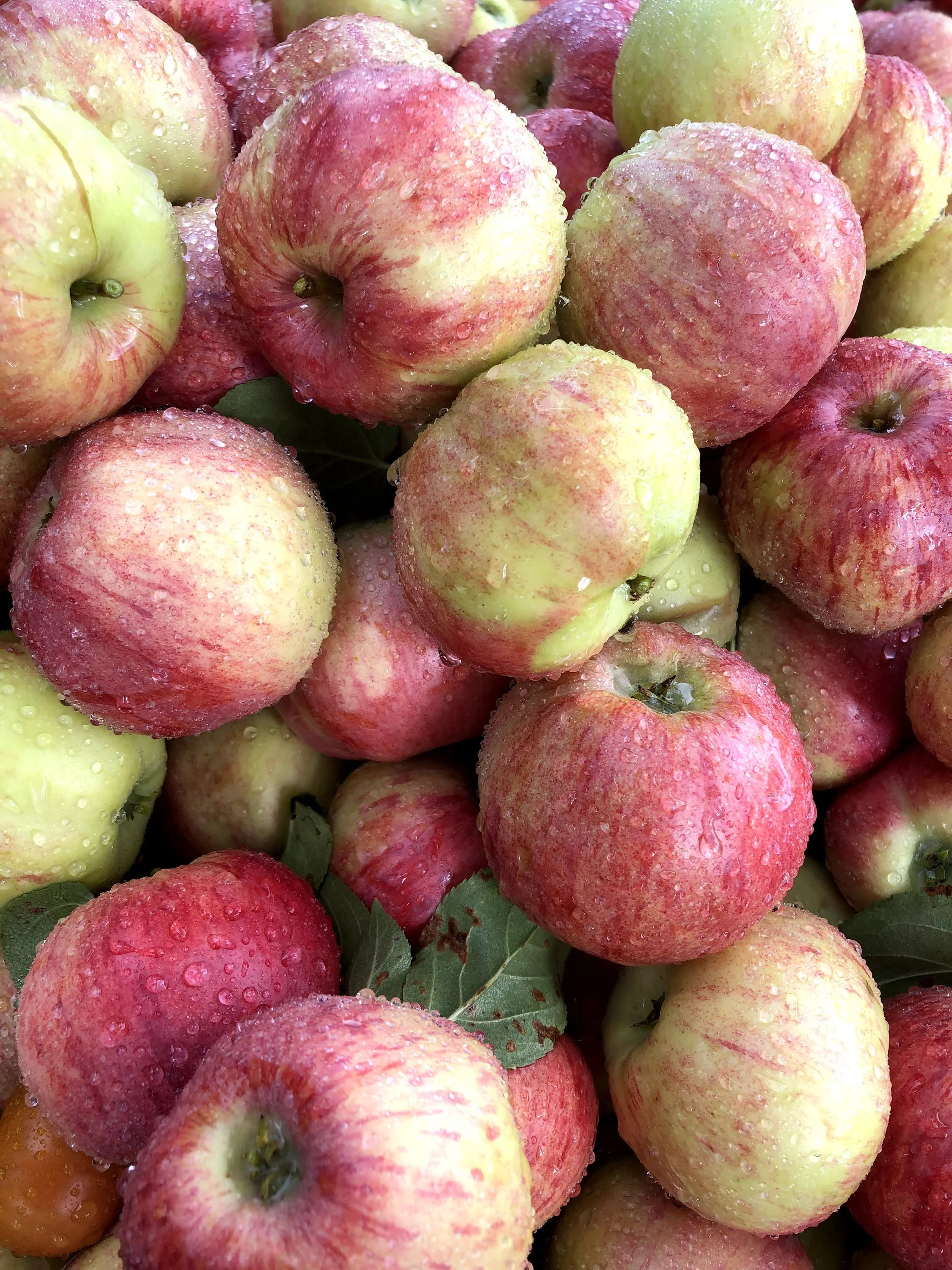 A close-up view of numerous ripe apples with water droplets on their surface, showing a mix of pink, red, yellow, and green colors.