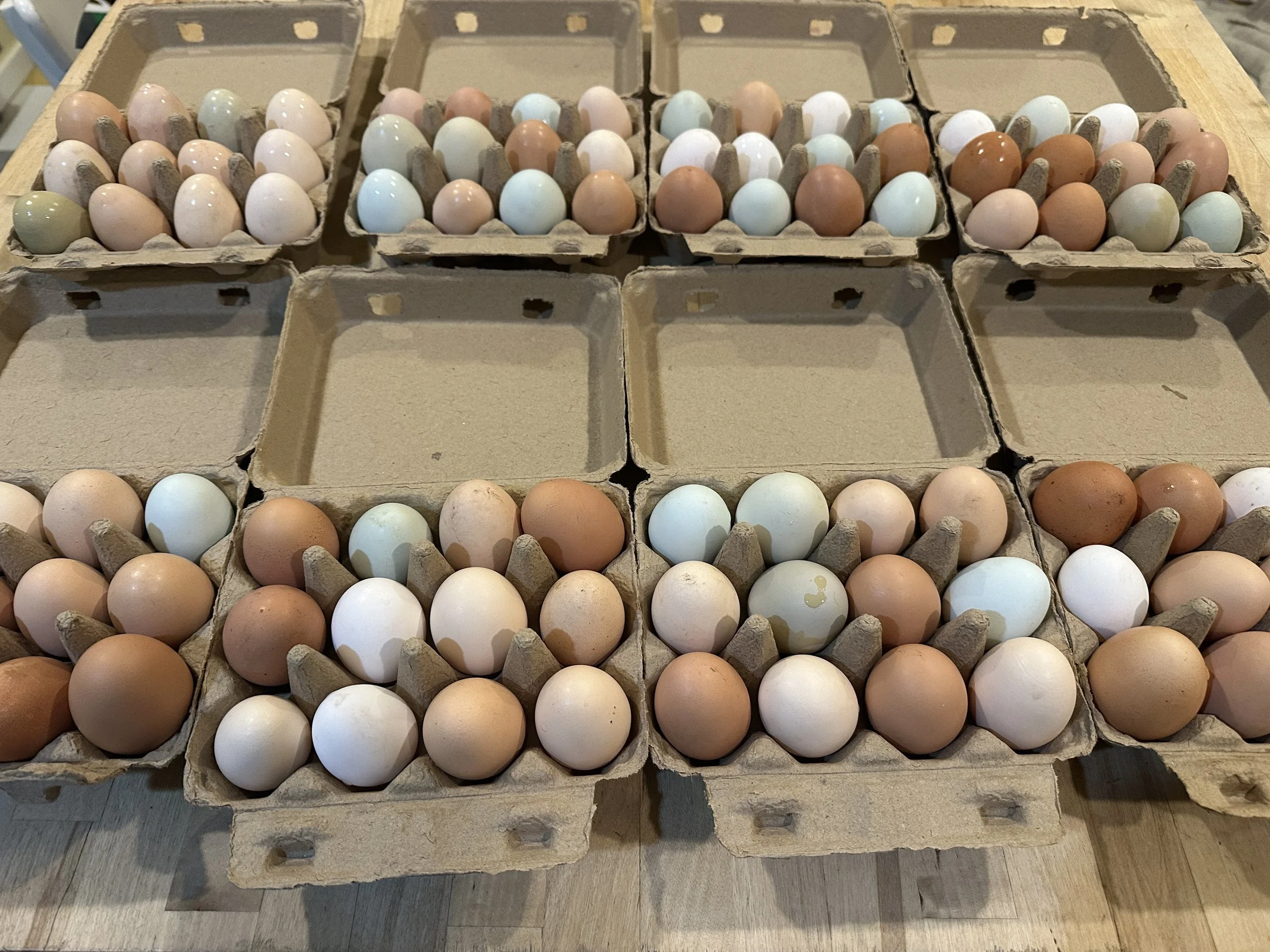 Various chicken eggs arranged in cardboard egg cartons on a wooden surface.
