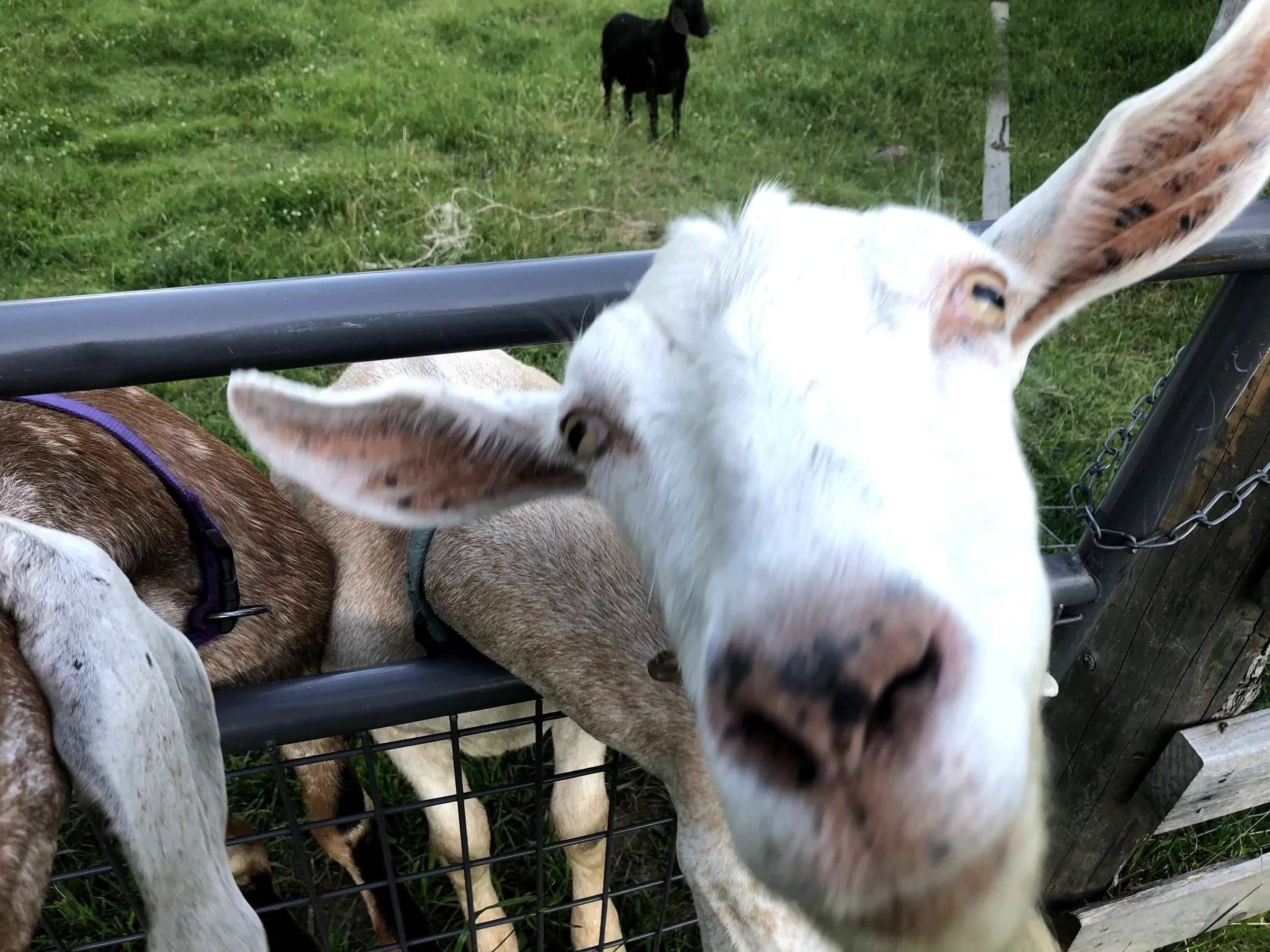 Close-up of a curious goat with white and brown fur leaning over a wire fence, a black dog in the background on a grassy field.