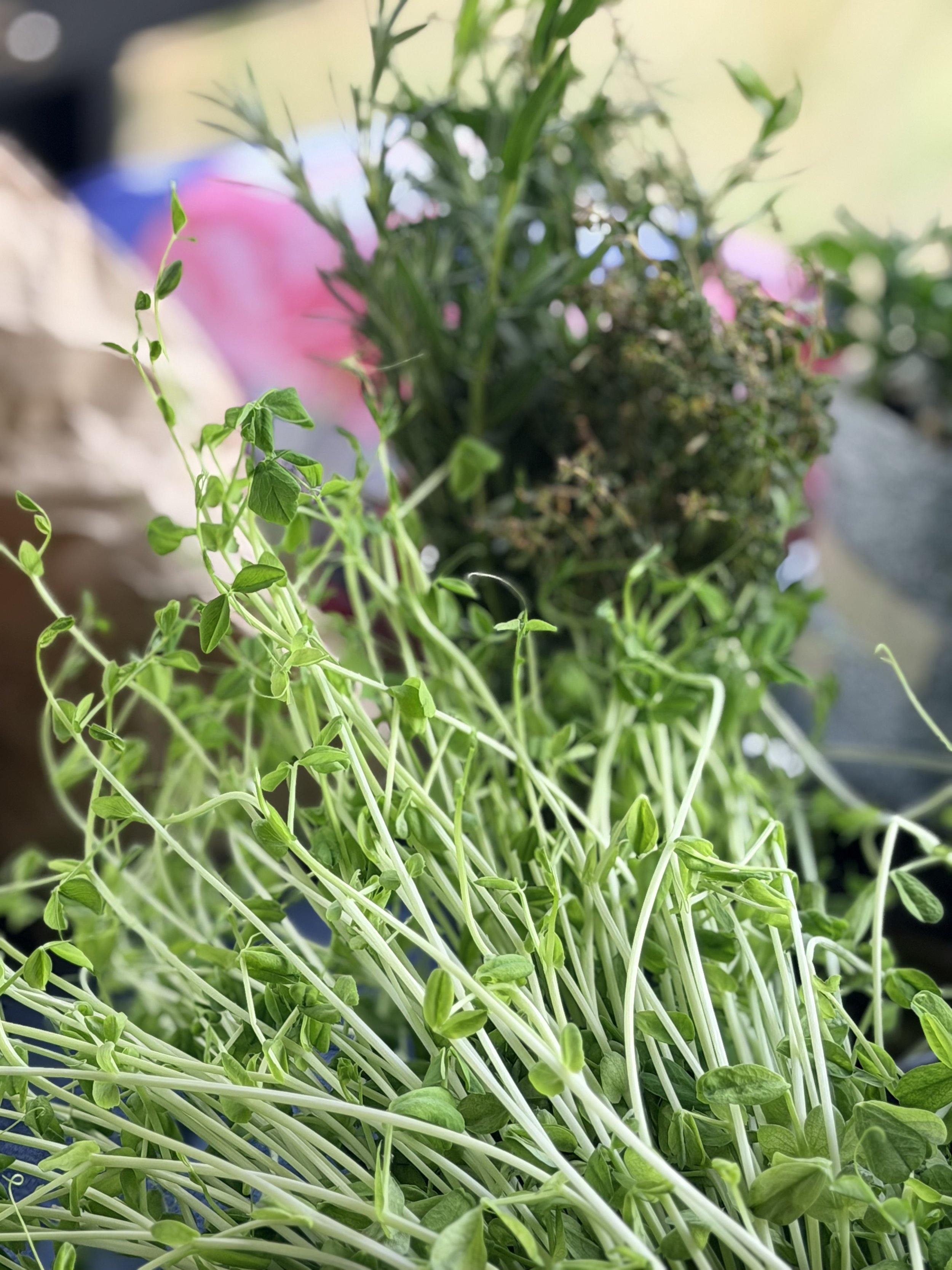 A bunch of fresh green microgreens with small leaves and thin stems.