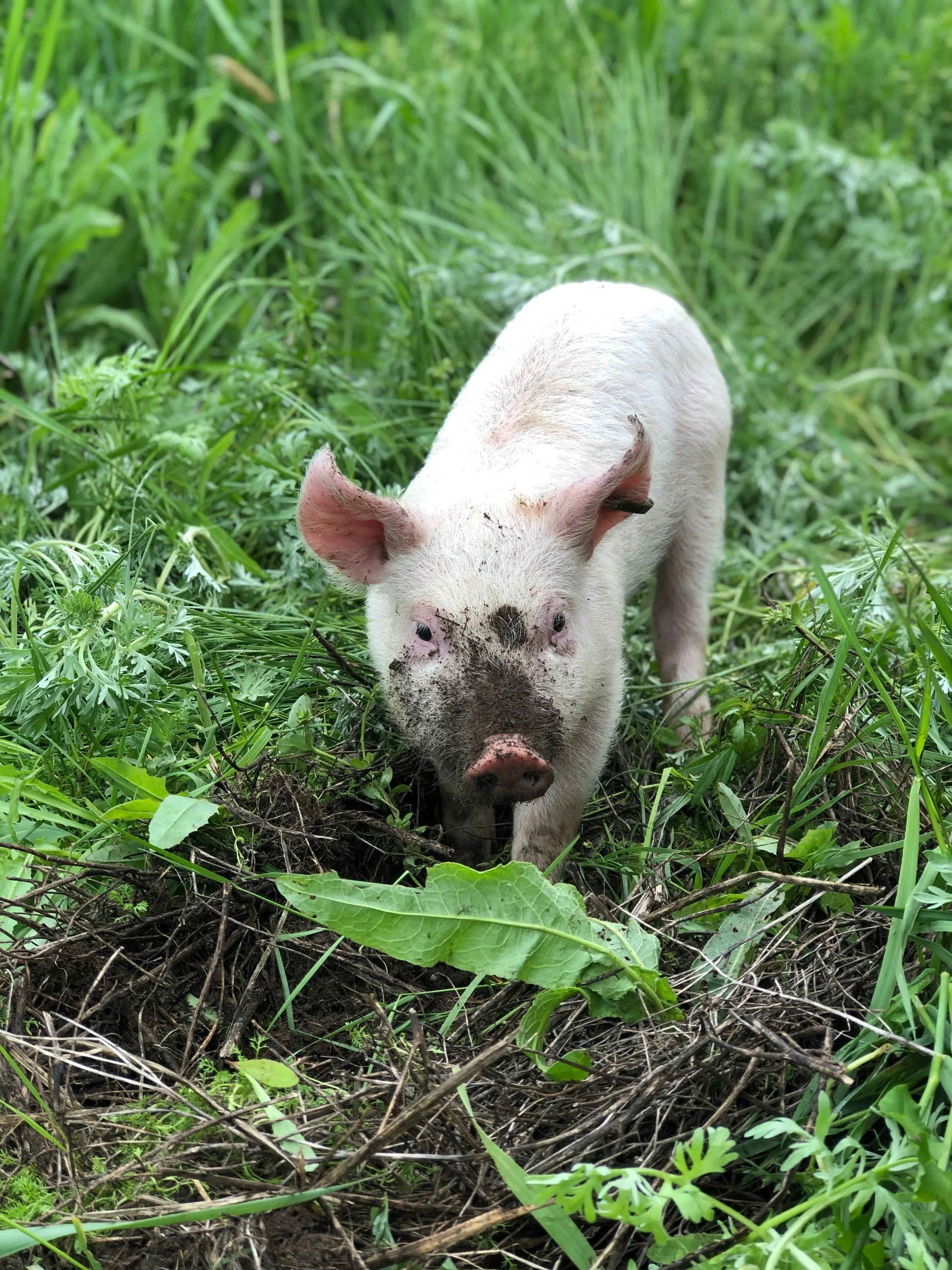 A small piglet with dirt on its face and body standing in a green grassy field.