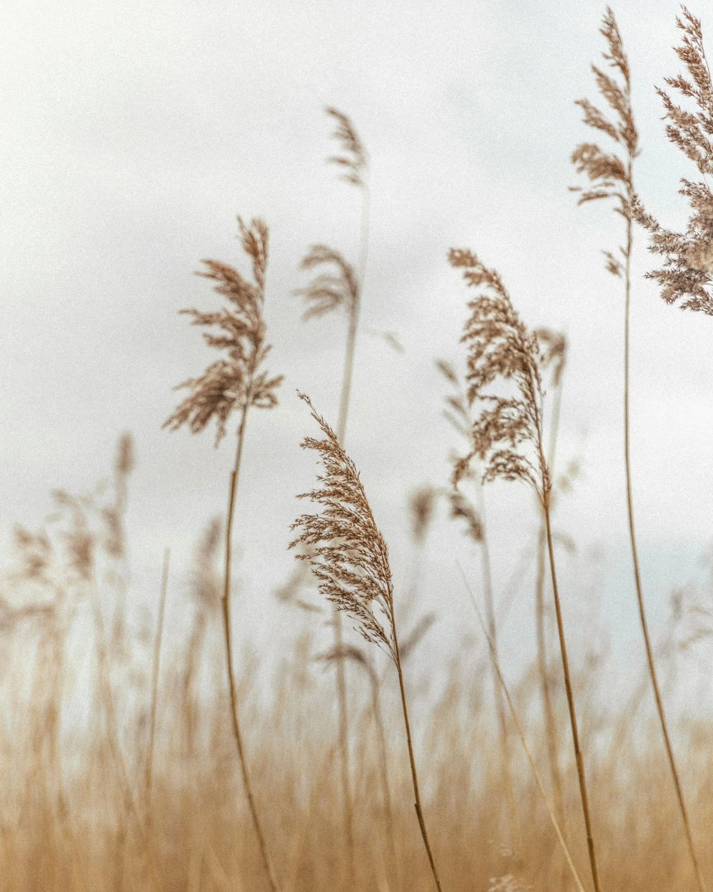 Tall, dry pampas grass on a beige background.