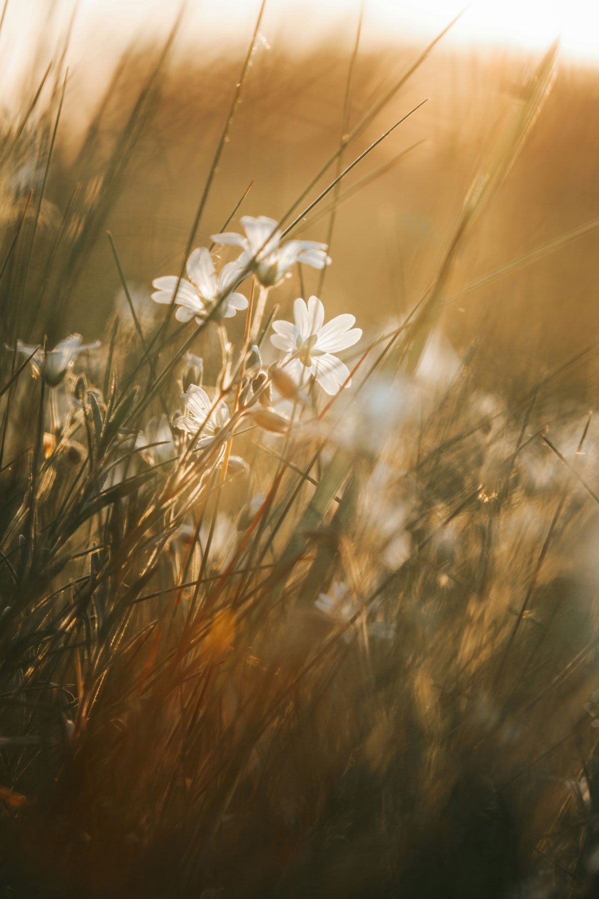 Close-up of white wildflowers amidst tall, golden-brown grass illuminated by warm sunlight.