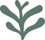 A close-up of a stylized plant or branch with multiple rounded leaves.