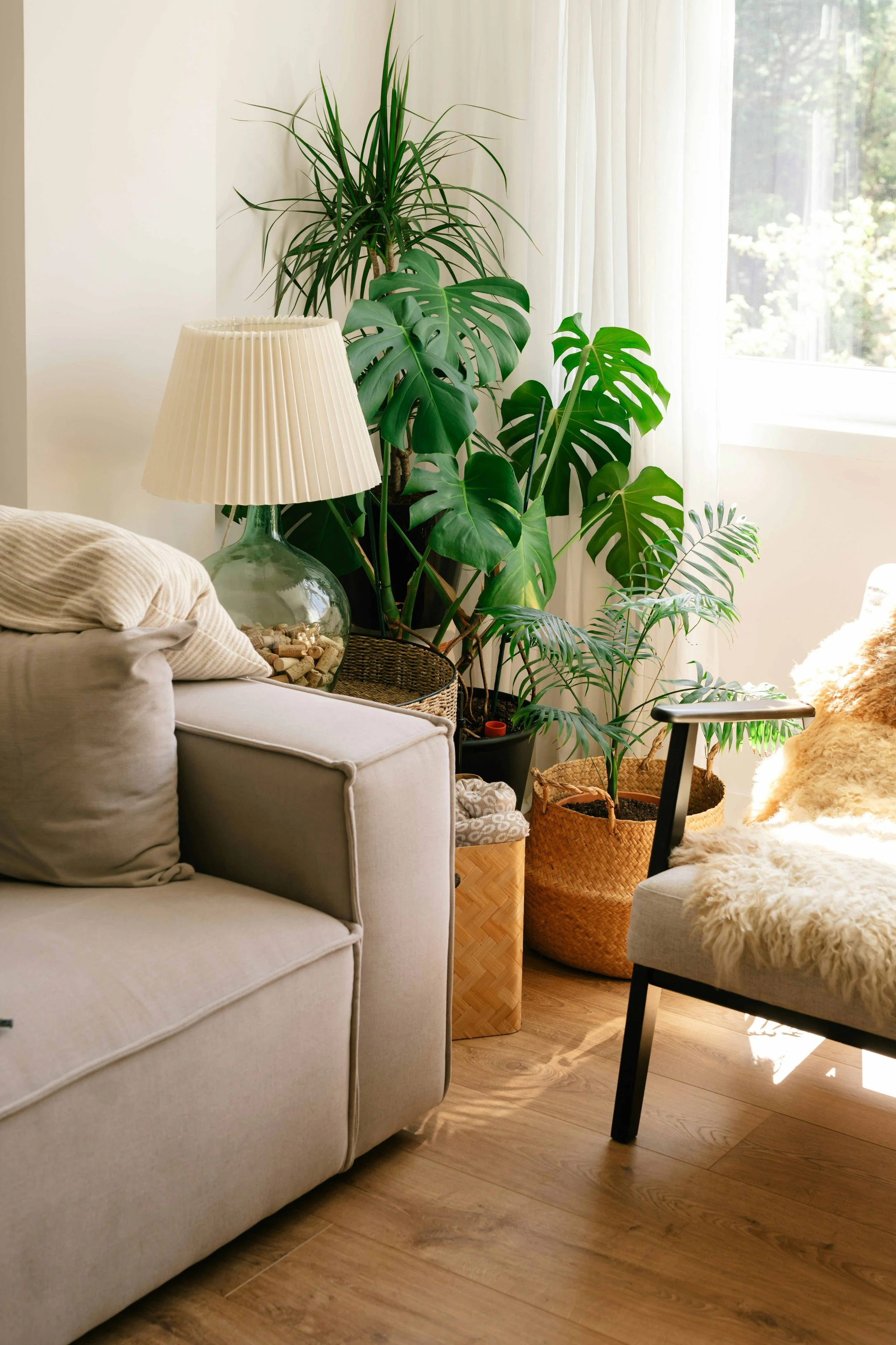 A cozy living room corner with a beige sofa, a glass table with shells underneath, large green houseplants, a standing lamp with a pleated shade, and sunlight streaming through sheer white curtains.