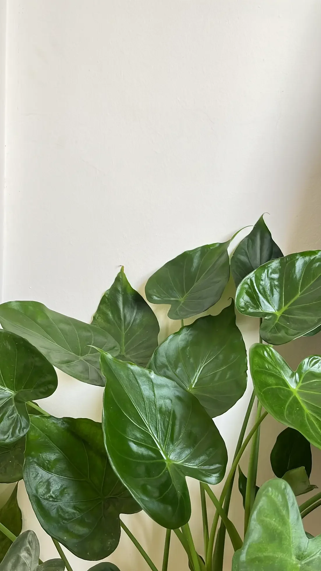 A potted plant with large, green, heart-shaped leaves set against a plain, white wall background.