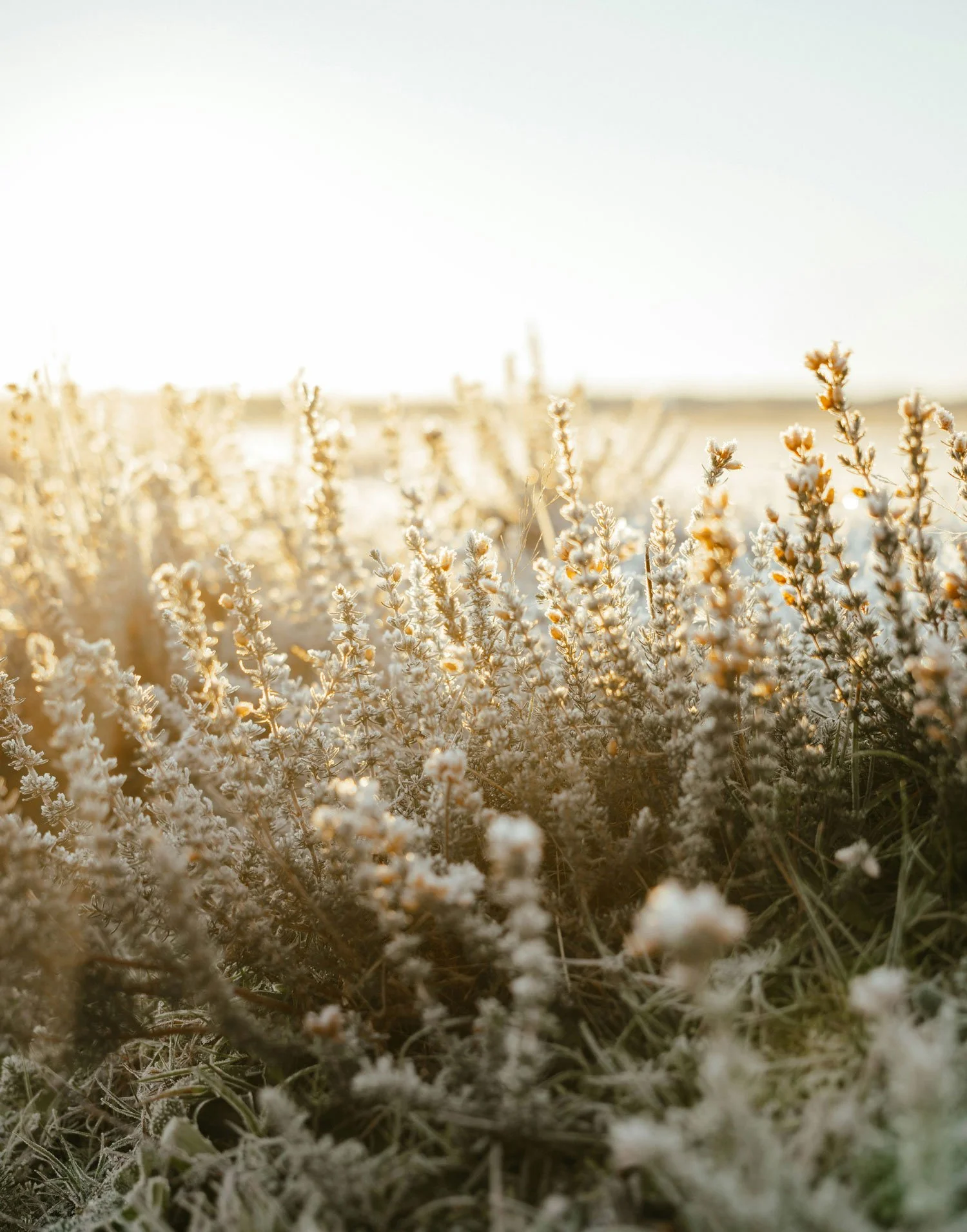 Close-up of dry, frosted wildflowers in a field during sunrise or sunset.