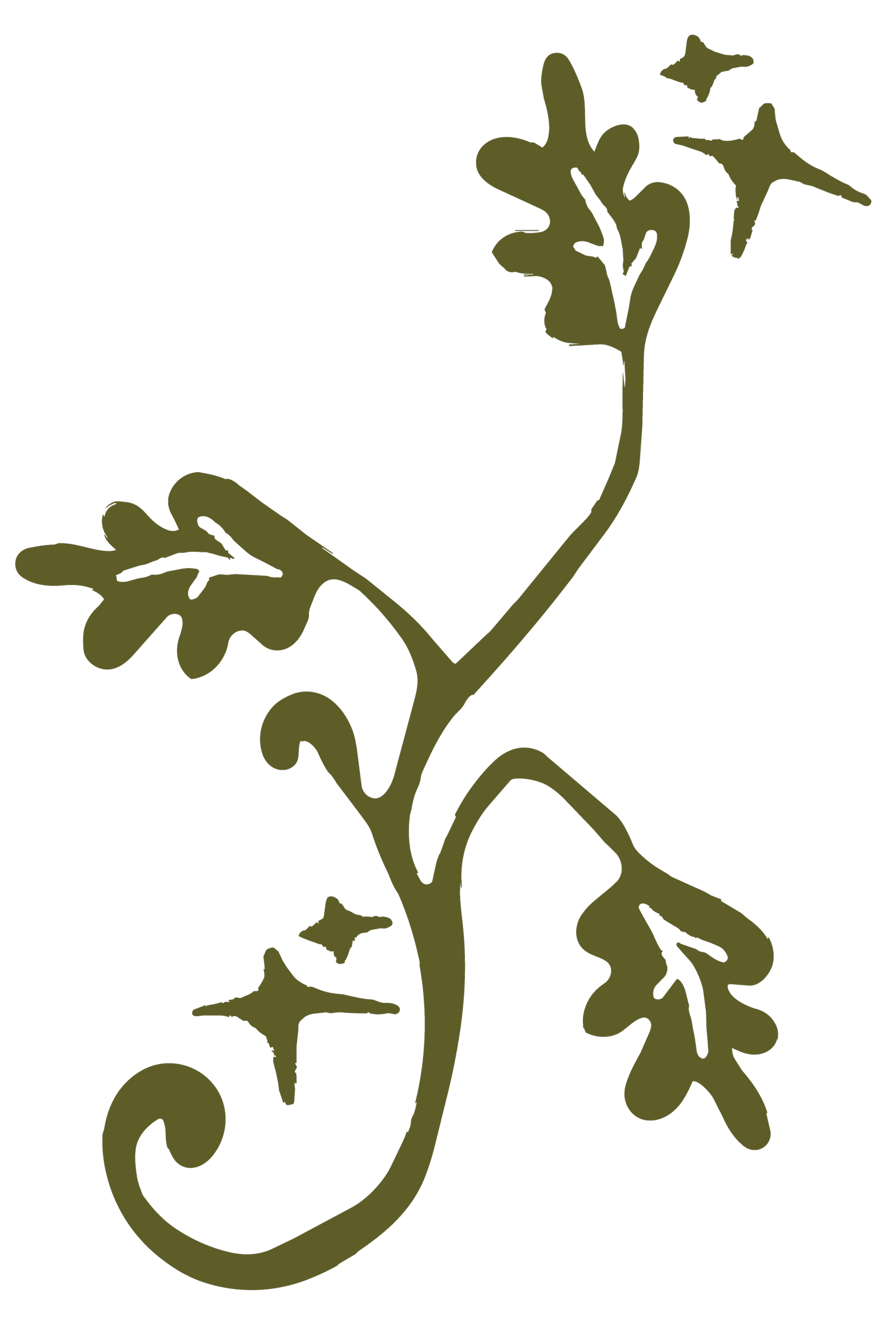 A decorative illustration of oak leaves on a curling branch in olive green on a black background.