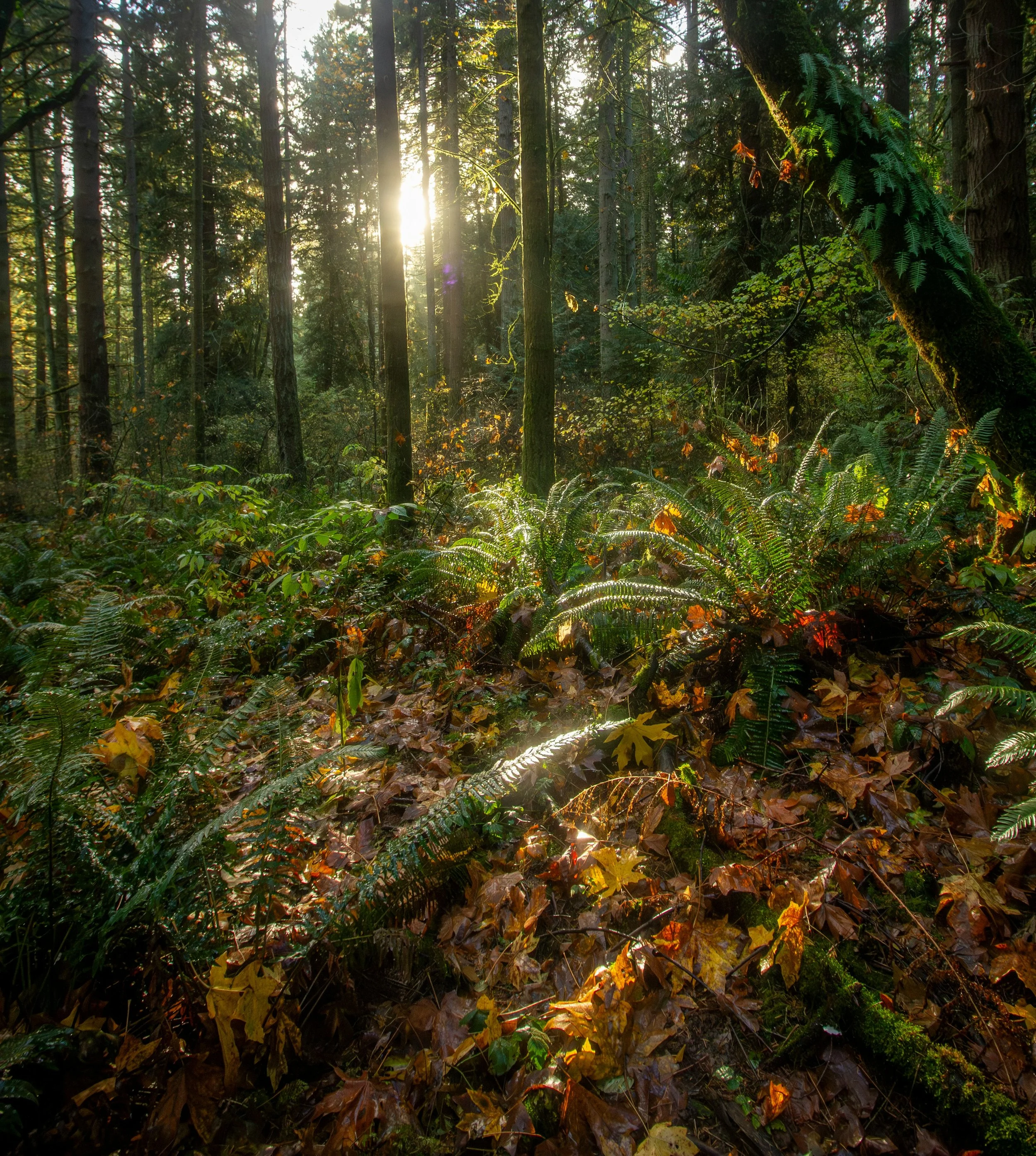A dense forest scene with tall trees, sunlight filtering through the branches, and leaves on the ground.