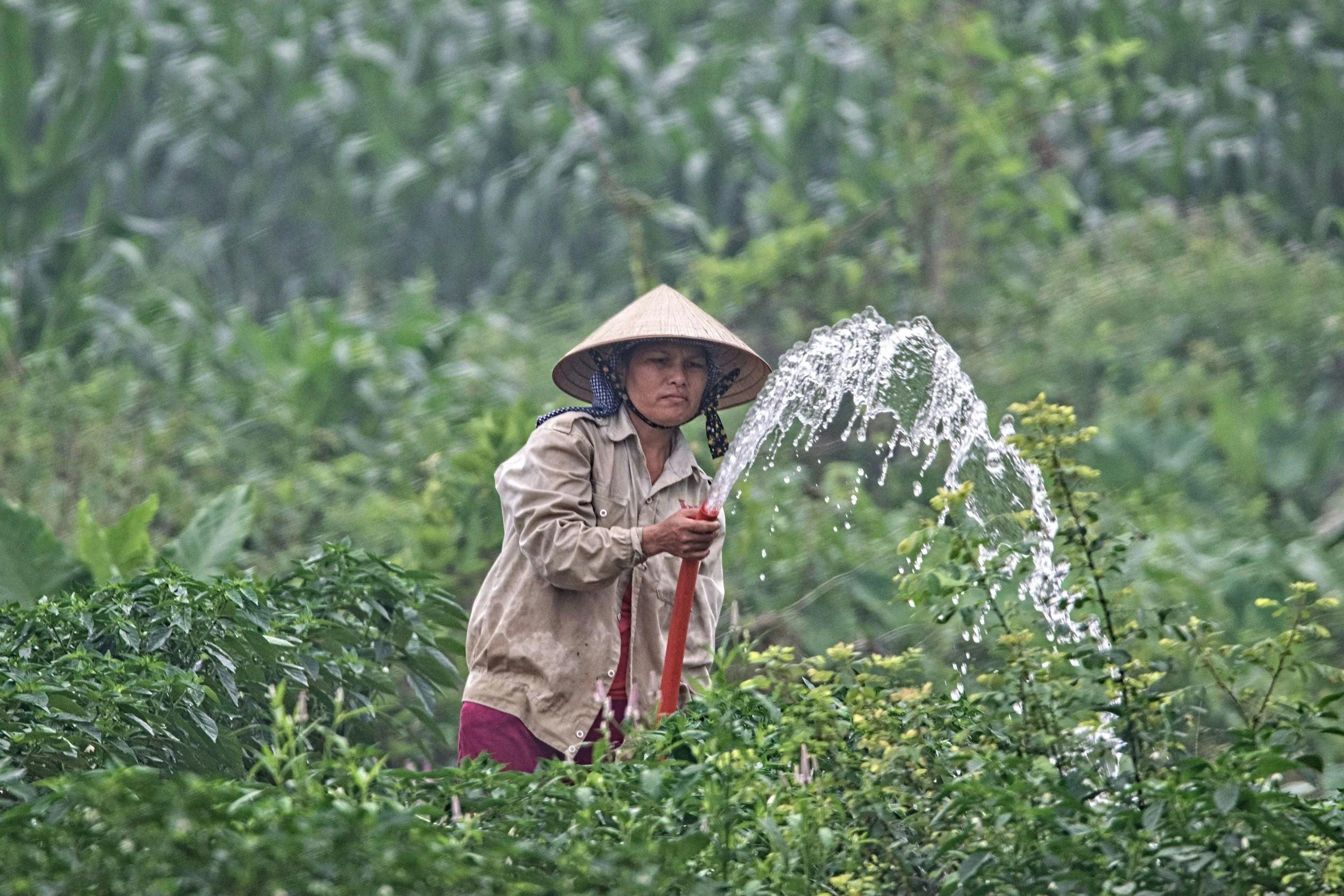 A woman wearing a large conical hat and beige shirt is watering plants with a hose in a lush green garden or farm.