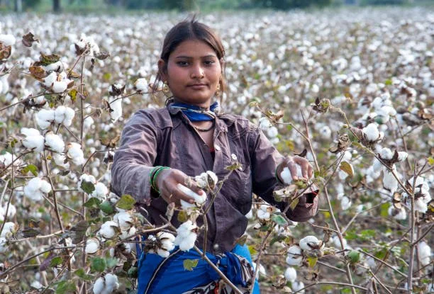 A woman harvesting cotton in a cotton field.