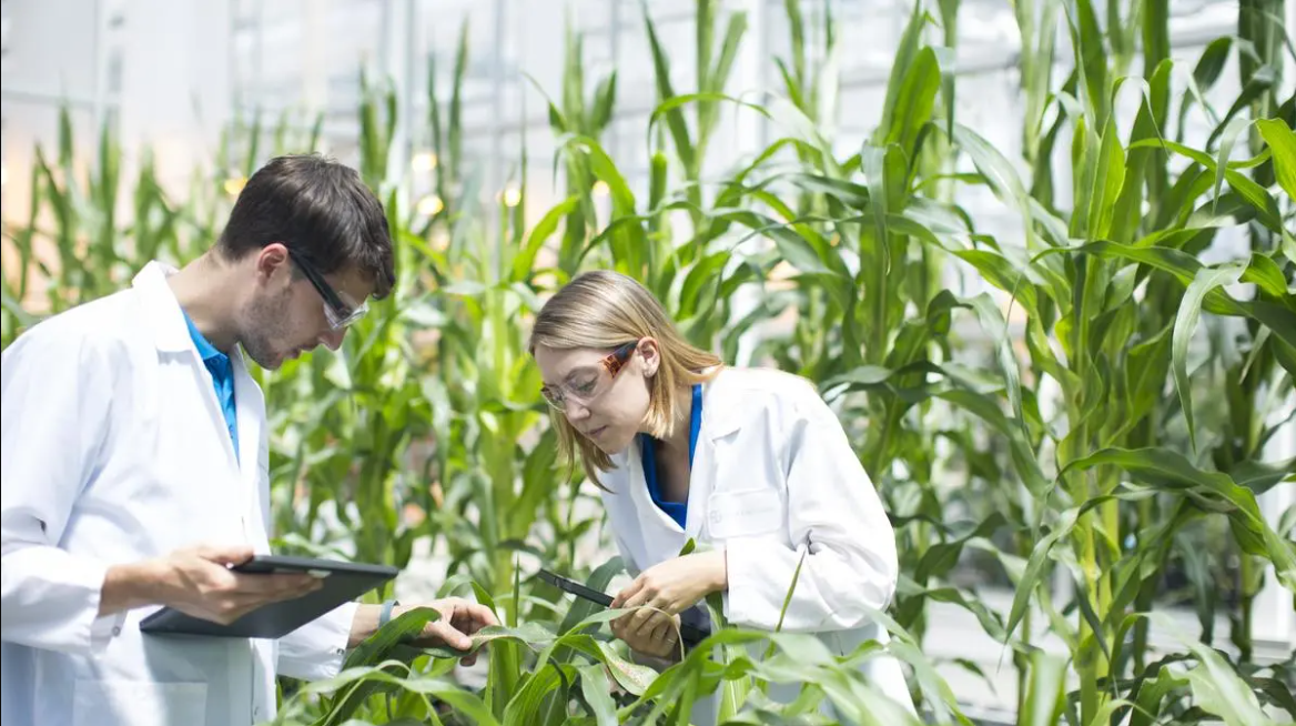 Two scientists in white lab coats examining and taking notes on corn plants in a greenhouse.