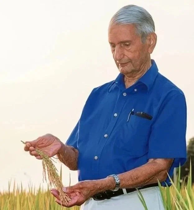 An elderly man with gray hair, wearing a blue shirt, stands outdoors in a field of tall grass or wheat, inspecting a handful of wheat stalks.