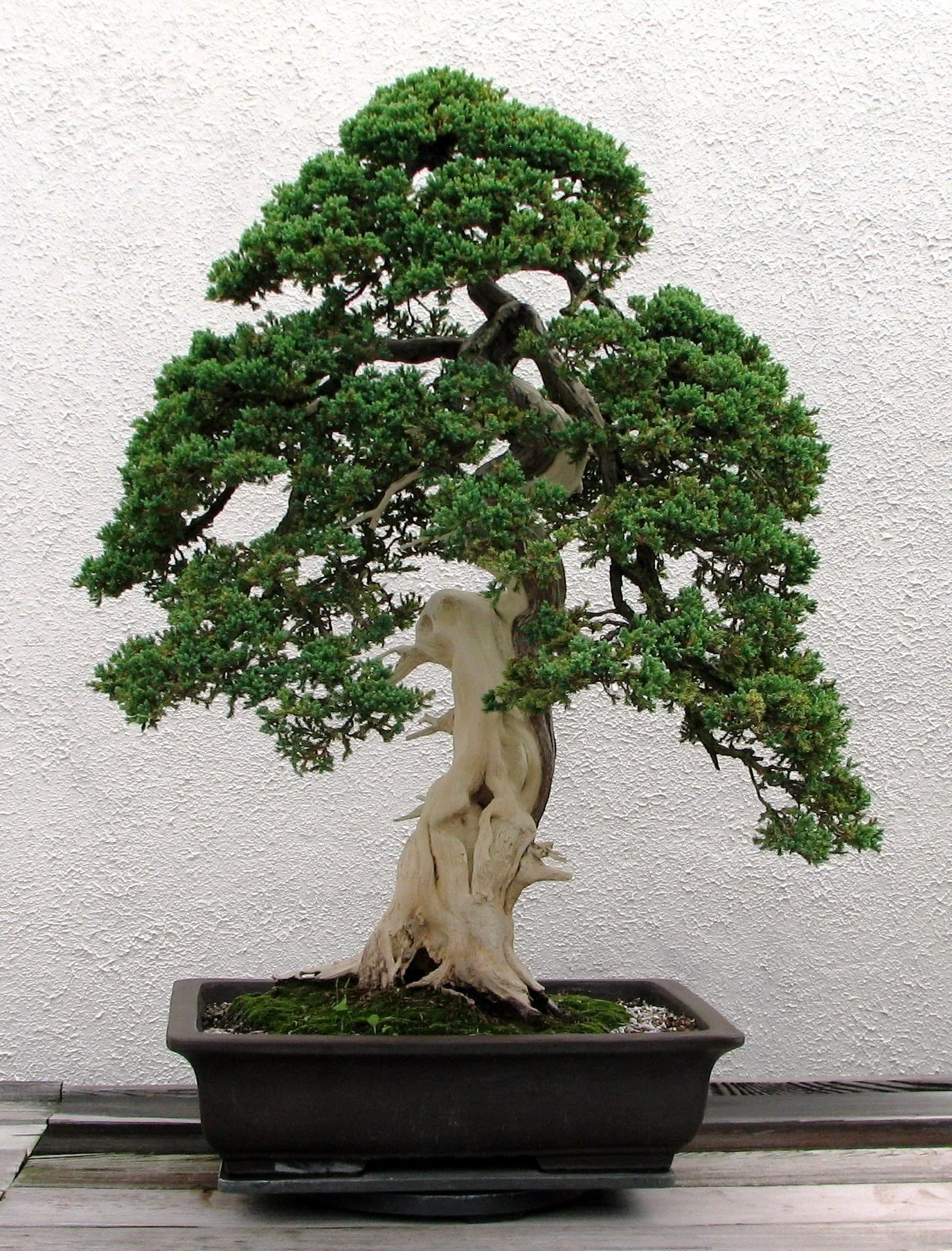 Juniper Tree