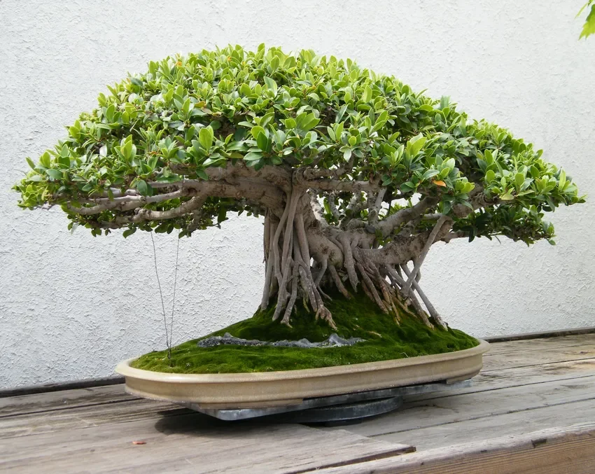 Ficus Tree