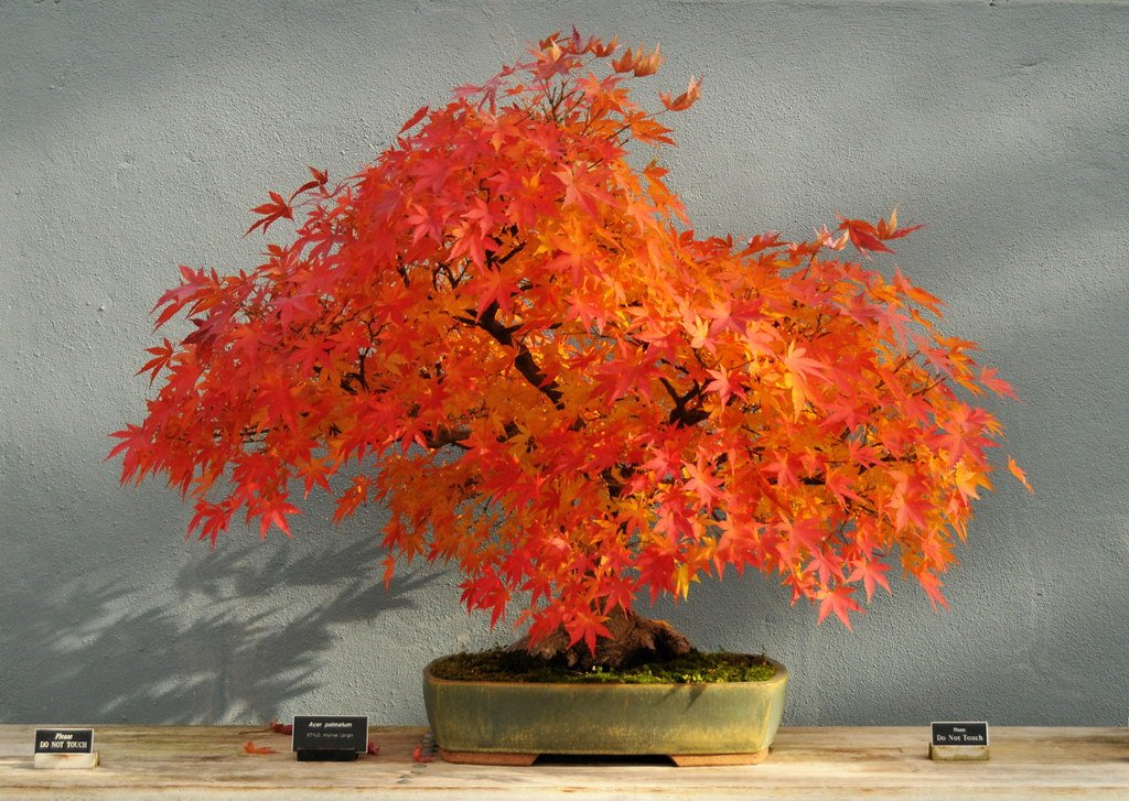 Japanese Maple Tree