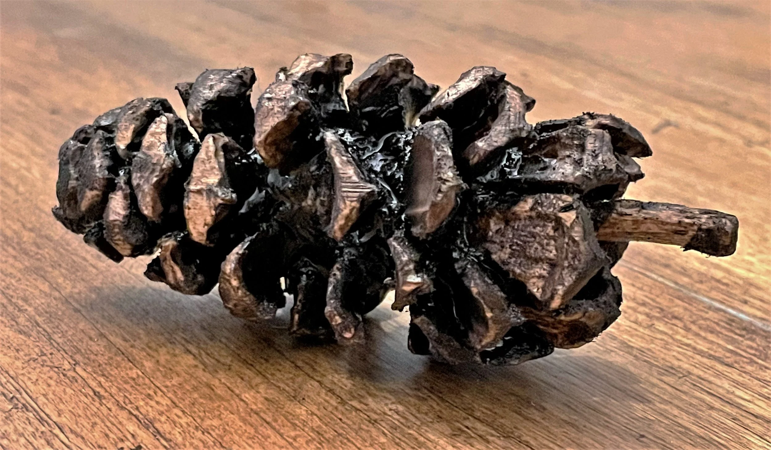 Pinecone Study in Basswood (sold)