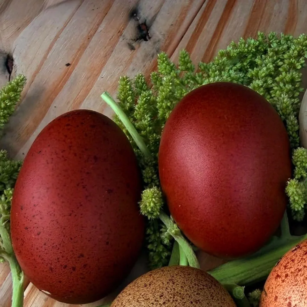 2027 French Black Copper Marans