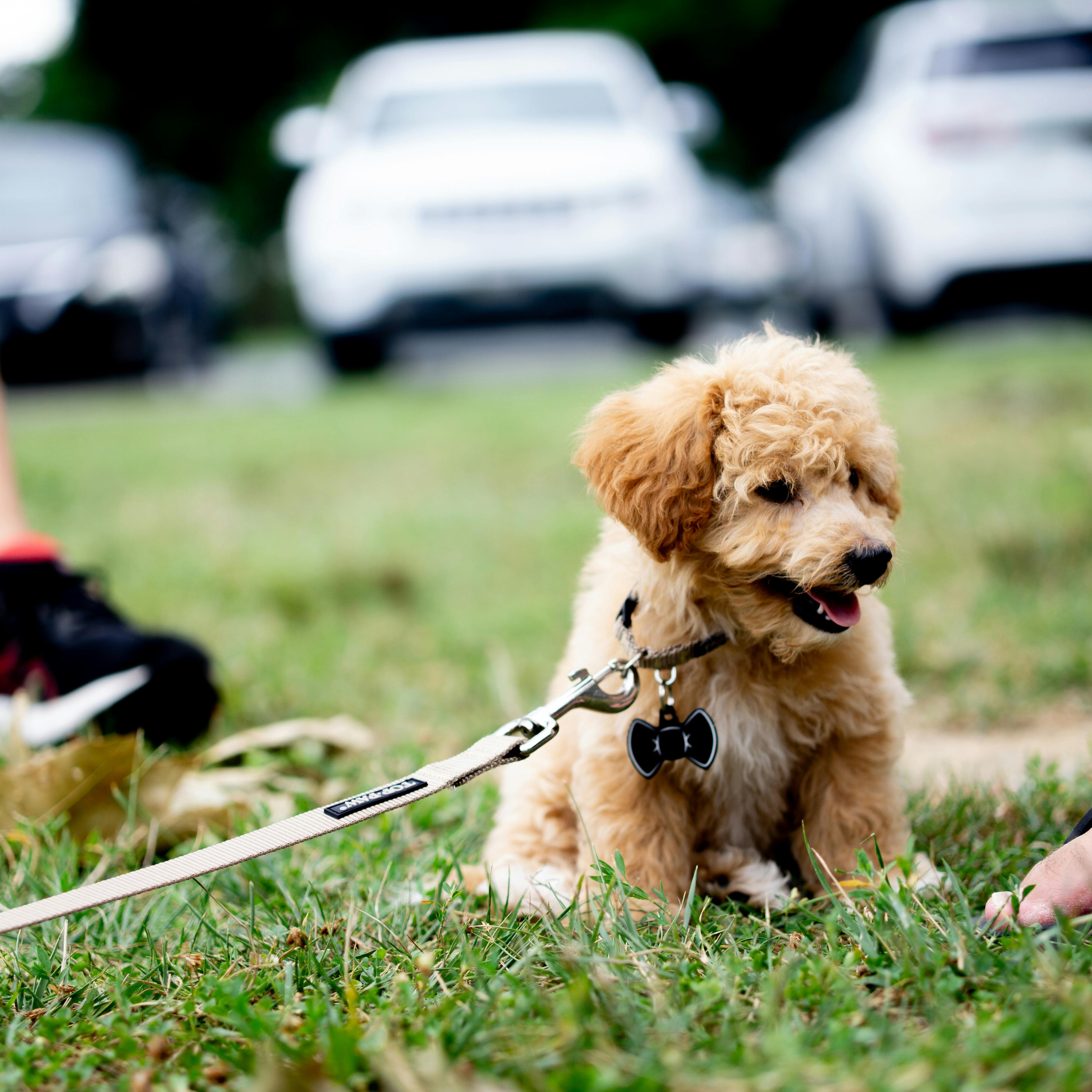 Puppy Steps