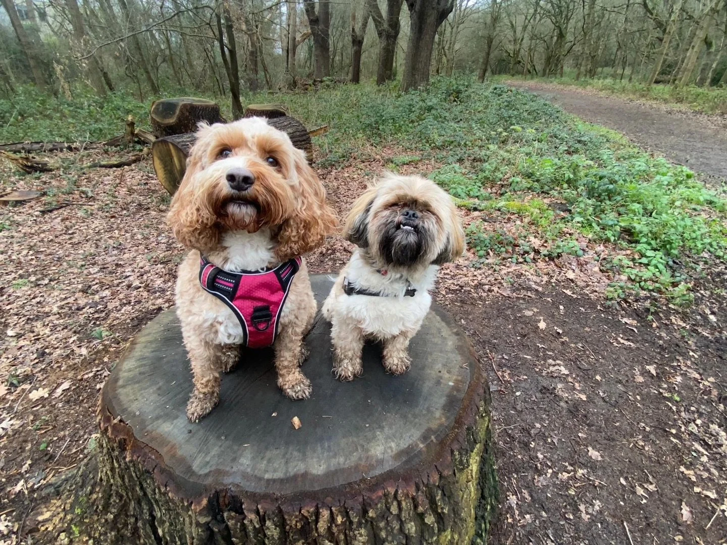 🚨WALKING UPDATE 🚨

We are now FULLY BOOKED FOR REGULAR WALKS 🐾

Thank you so much for keeping us so busy - we genuinely love how much trust you place in us and your dogs 🩷

If you&rsquo;re already on the books, nothing changes for you 🫶🏼

If yo