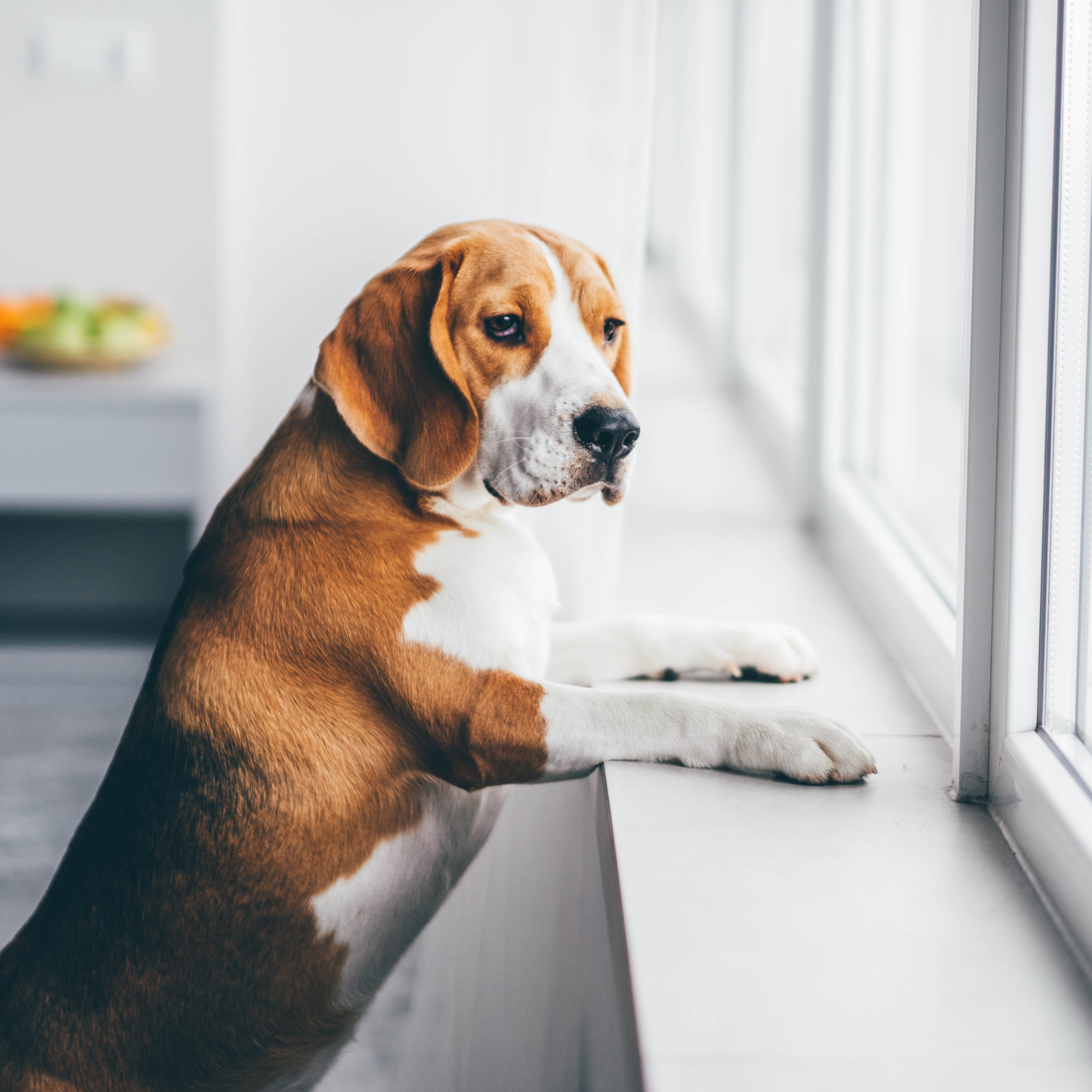 The Guilt of Leaving Your Dog Alone: How to Make Goodbye Feel Easier